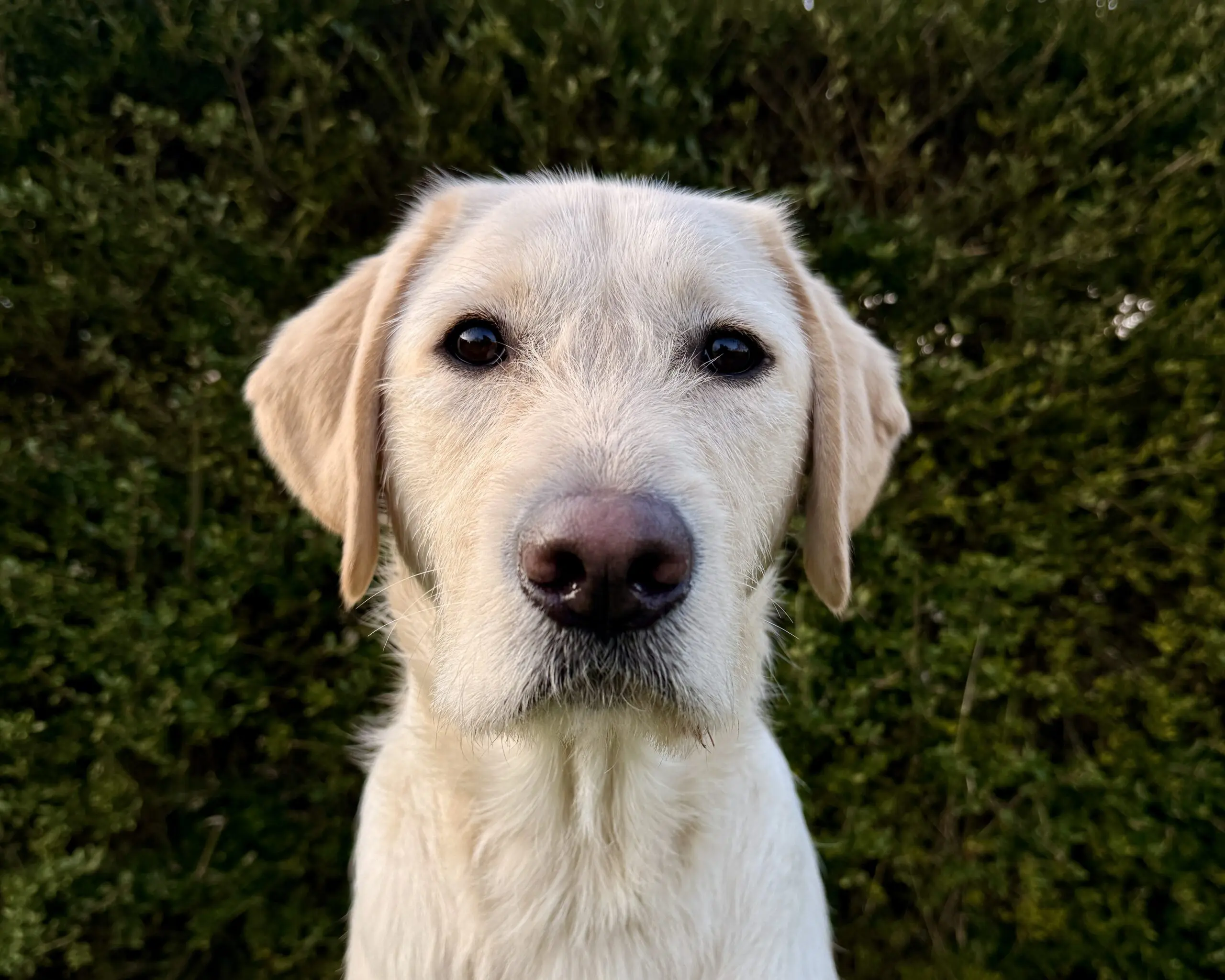 kopfoto van blonde hond voor heg