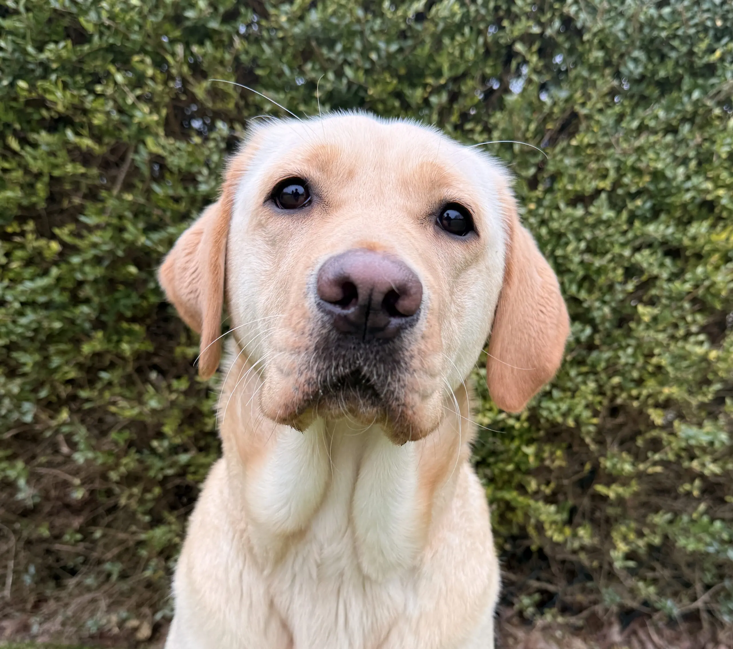 kopfoto van blonde hond voor heg