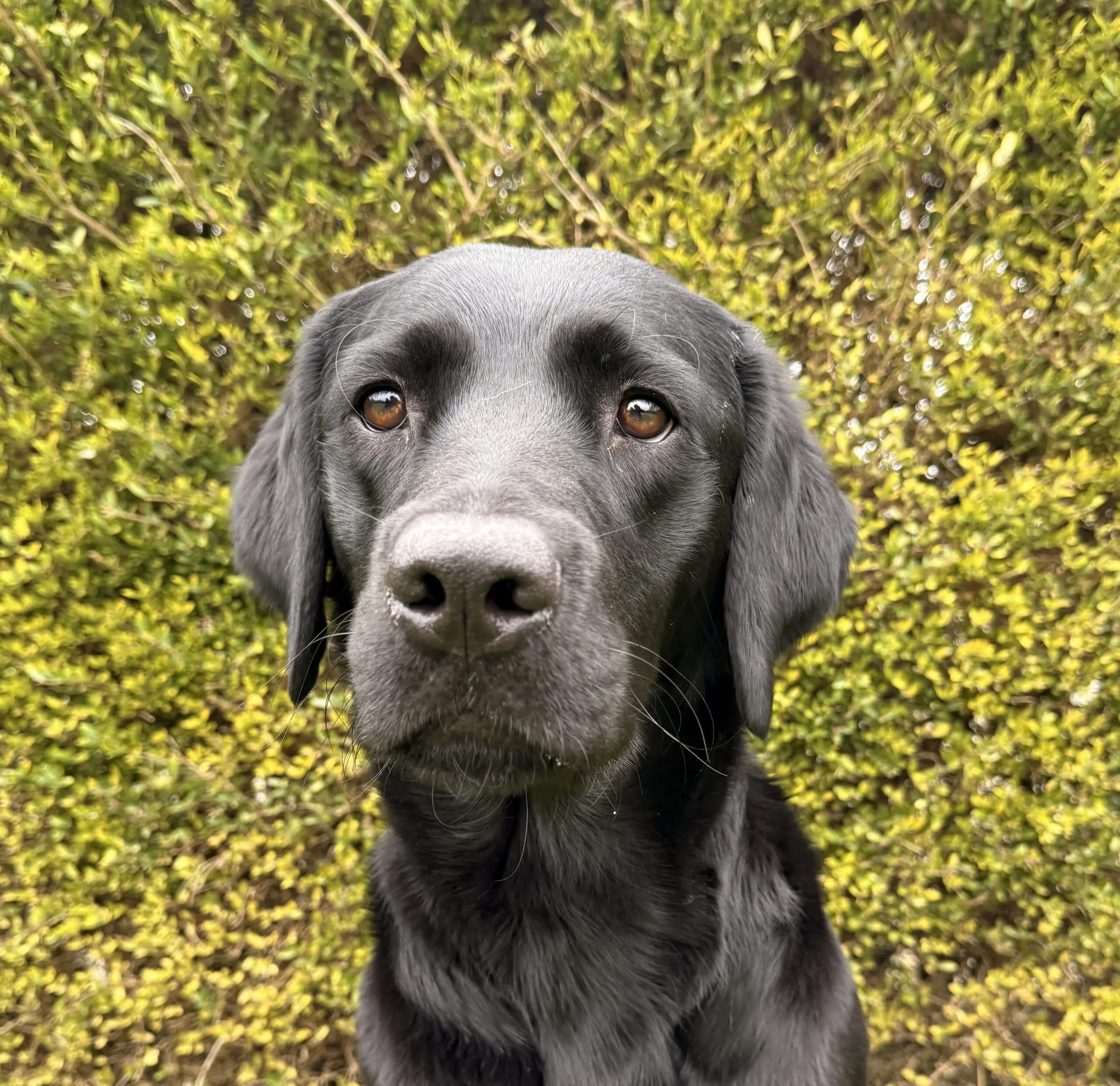 kopfoto van zwarte hond voor heg