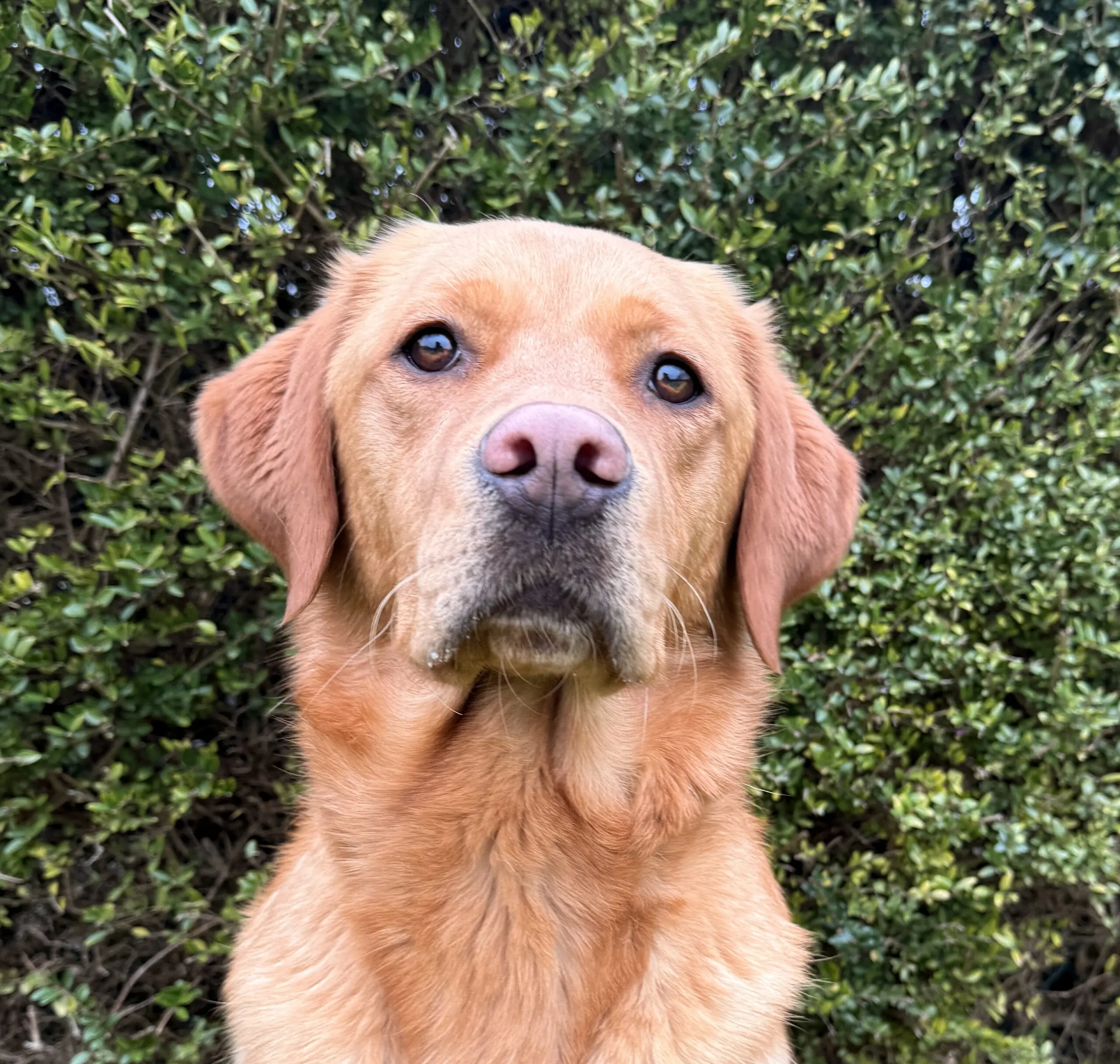 kopfoto van goudkleurige hond voor heg