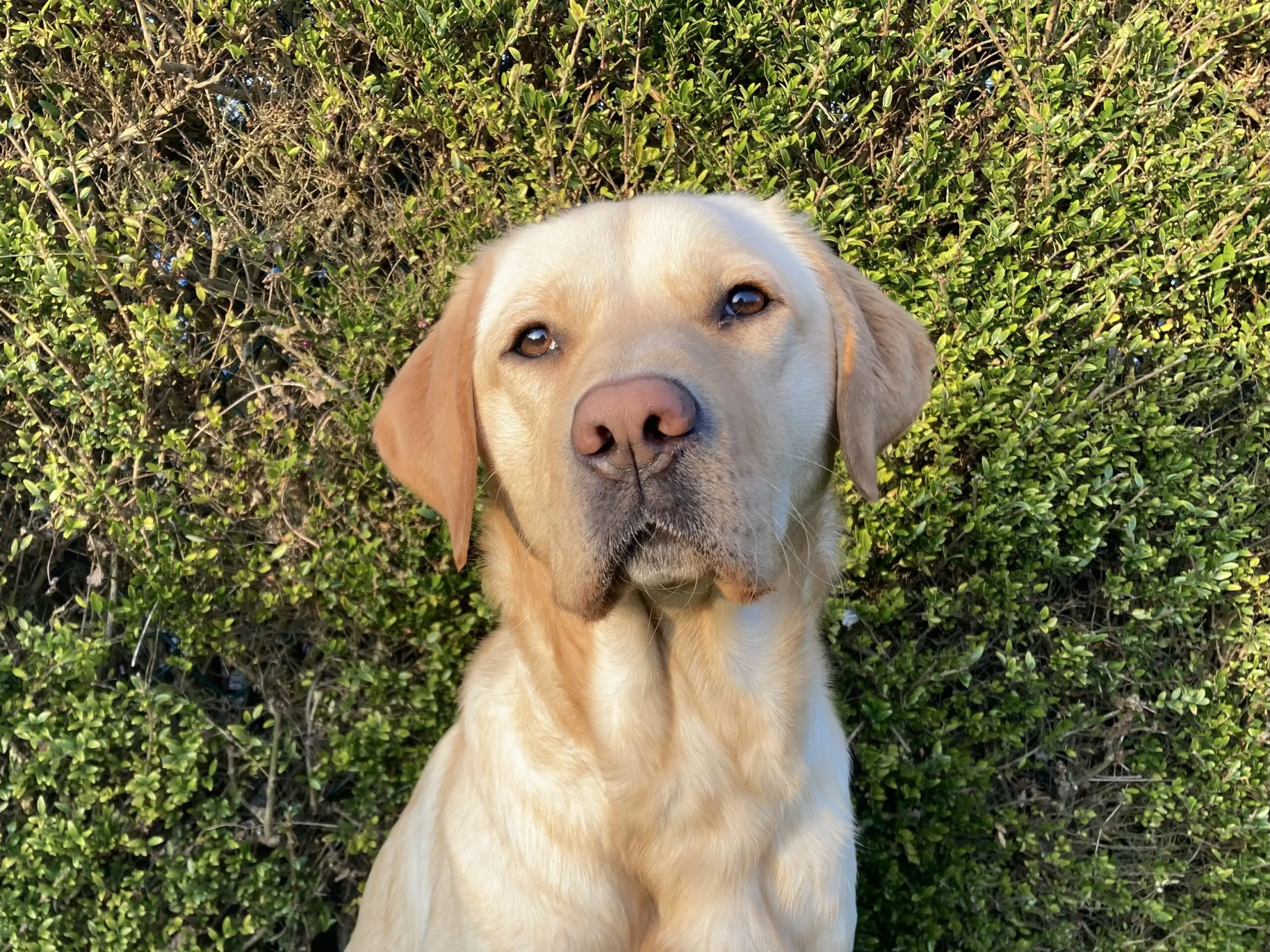 kopfoto van blonde hond voor heg