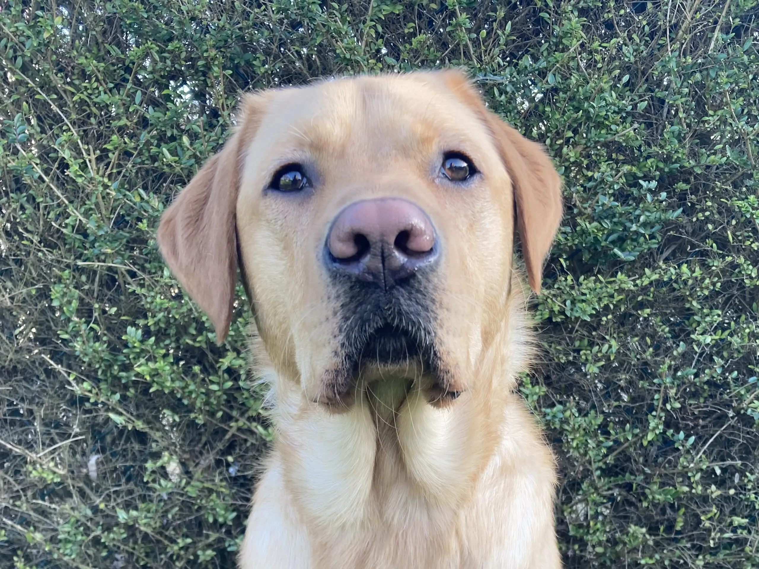 kopfoto van blonde hond voor heg