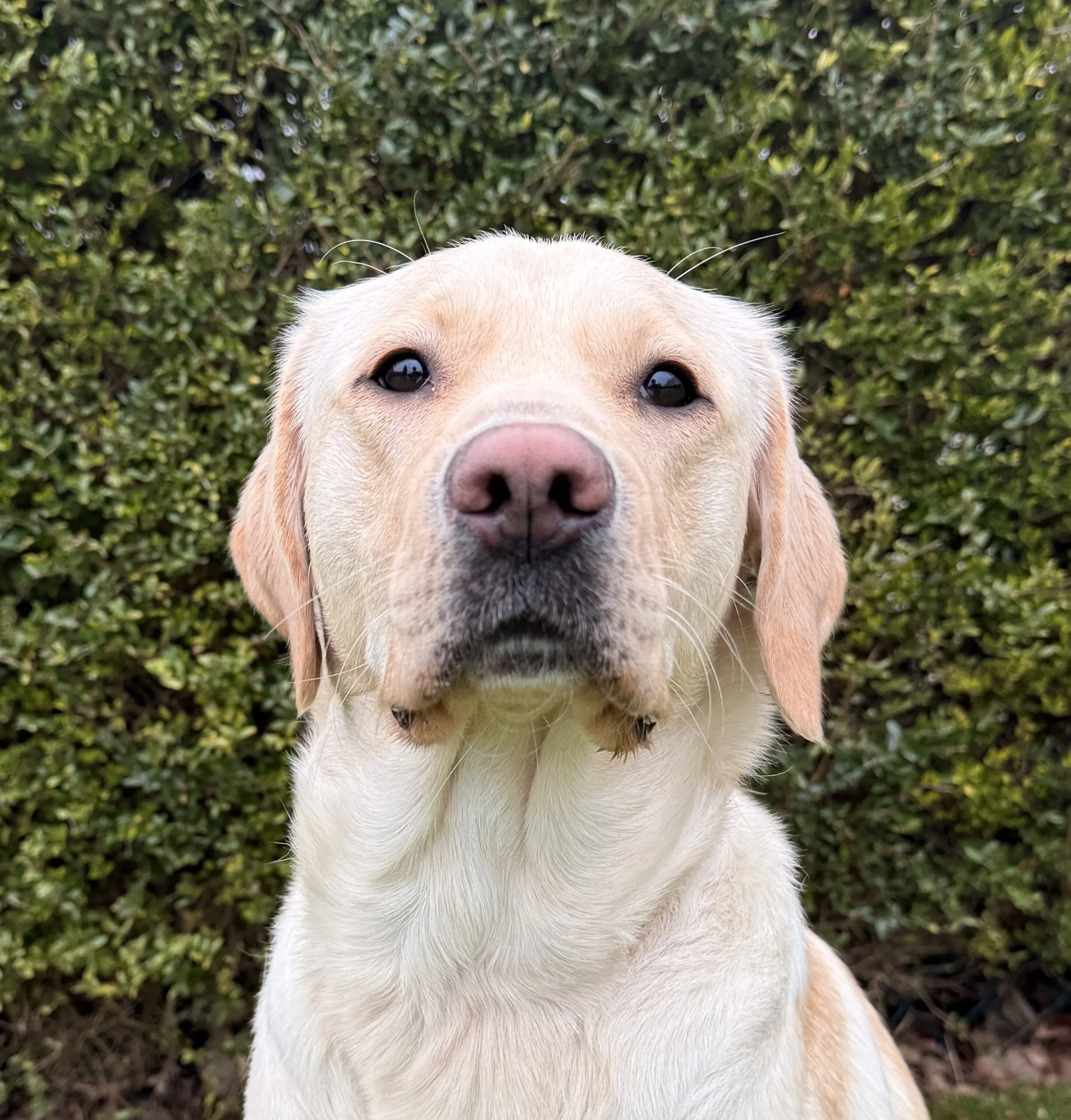 kopfoto van blonde hond voor heg