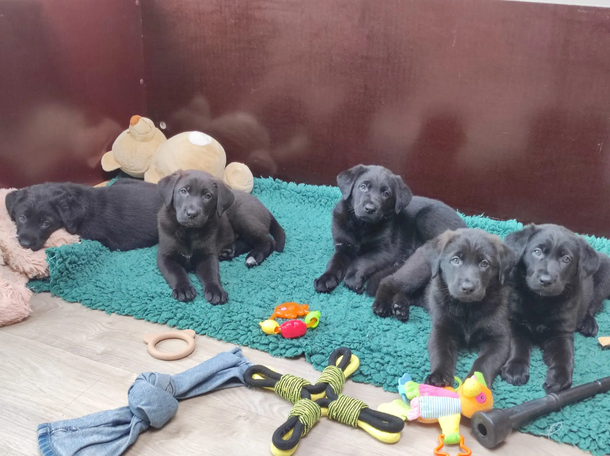 Pup Raya spelend met zijn broertjes en zusjes te midden van hun speeltjes