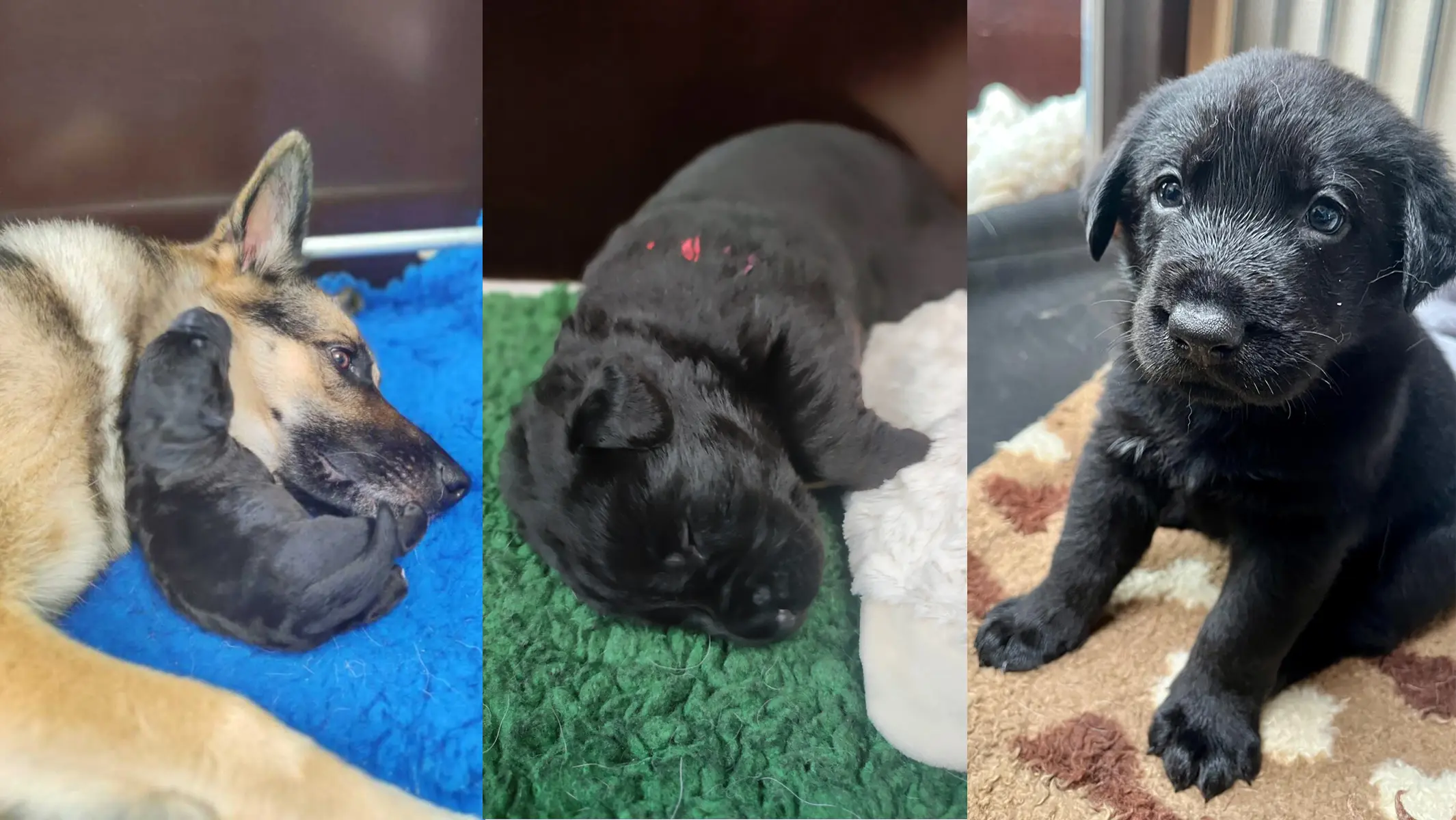 Drie foto's naast elkaar van pup Raya die net geboren is