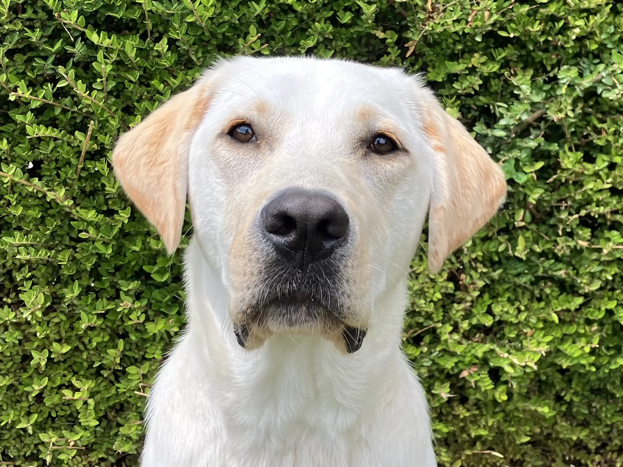 kopfoto van blonde hond voor heg