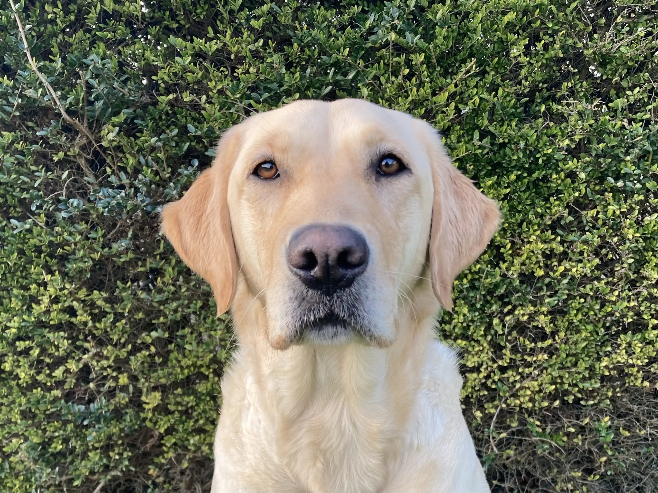 kopfoto van blonde hond voor heg