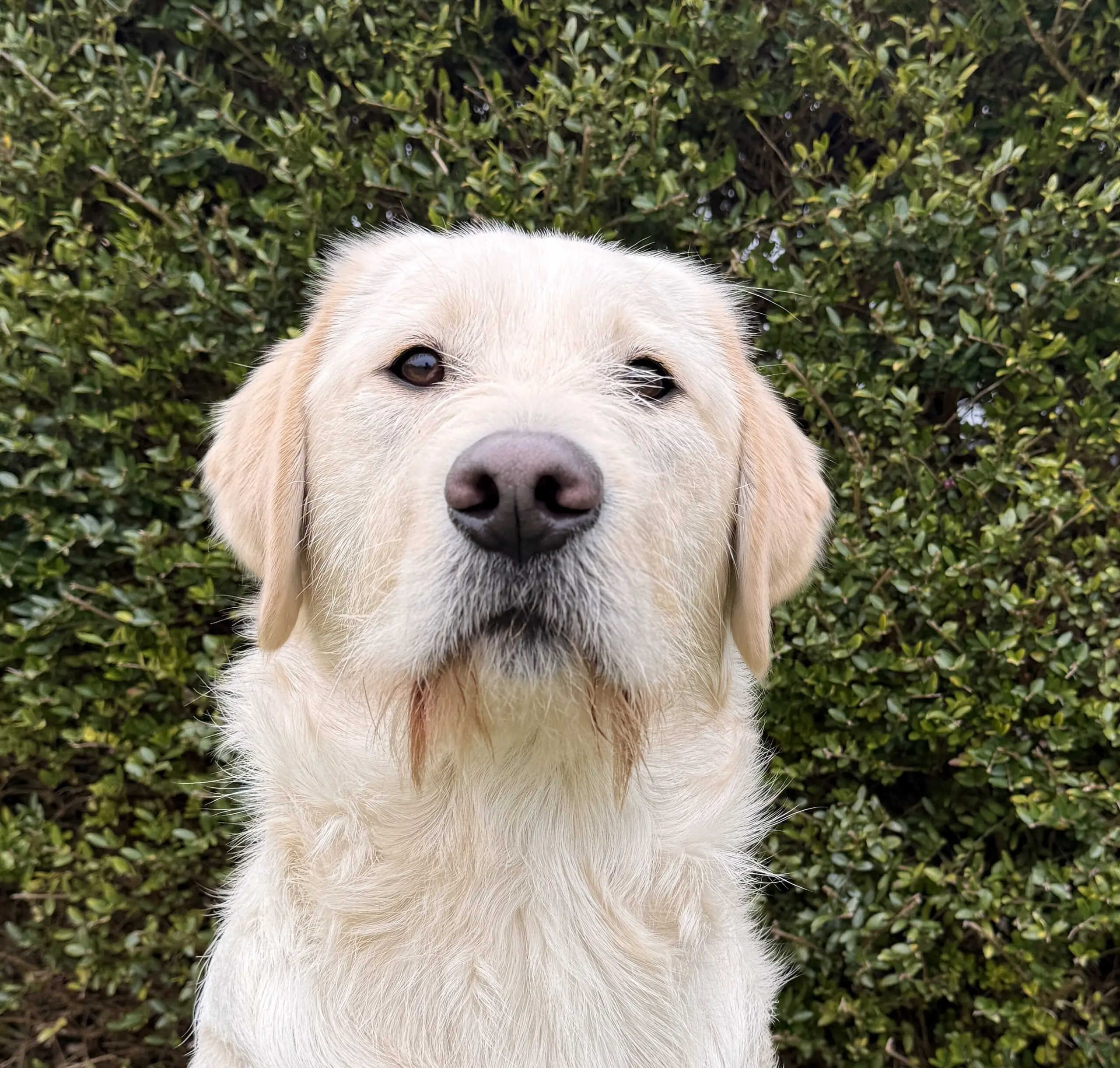 portret van witblonde hond voor een heg