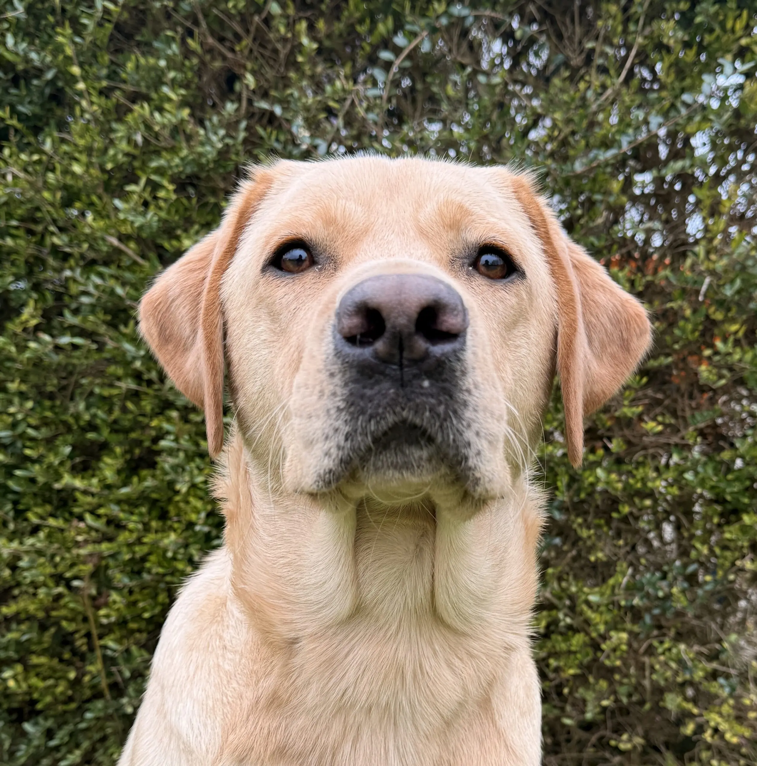 portret van blonde hond voor een heg