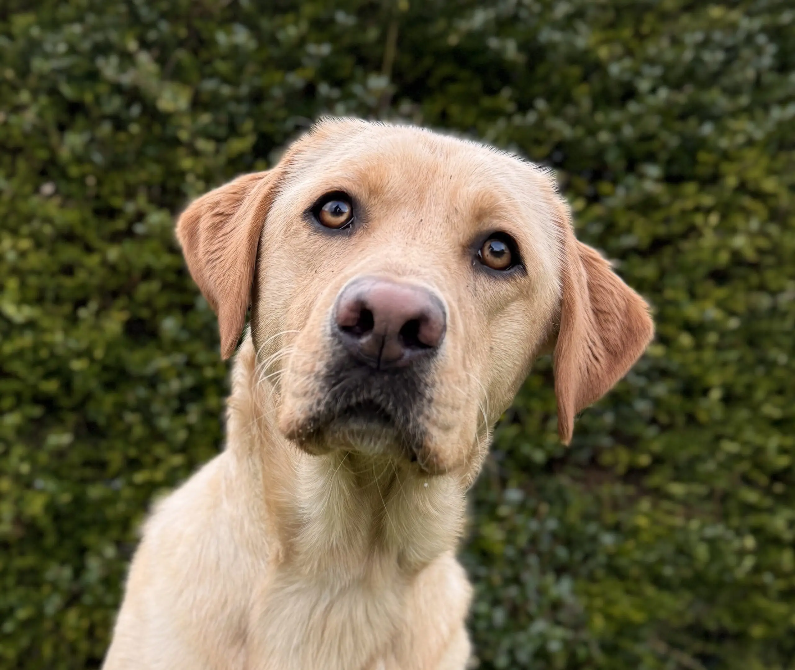portret van blonde hond voor een heg