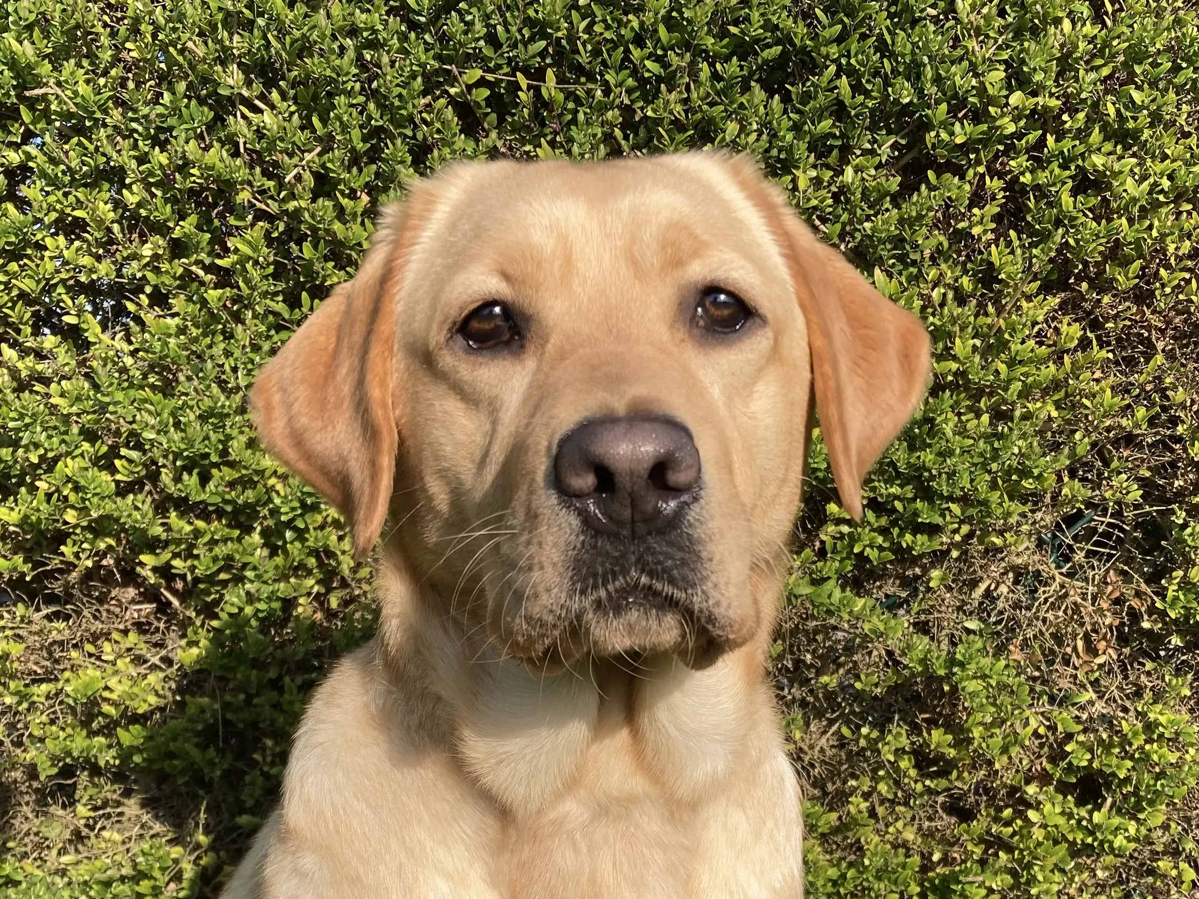 portret van blonde hond voor een heg