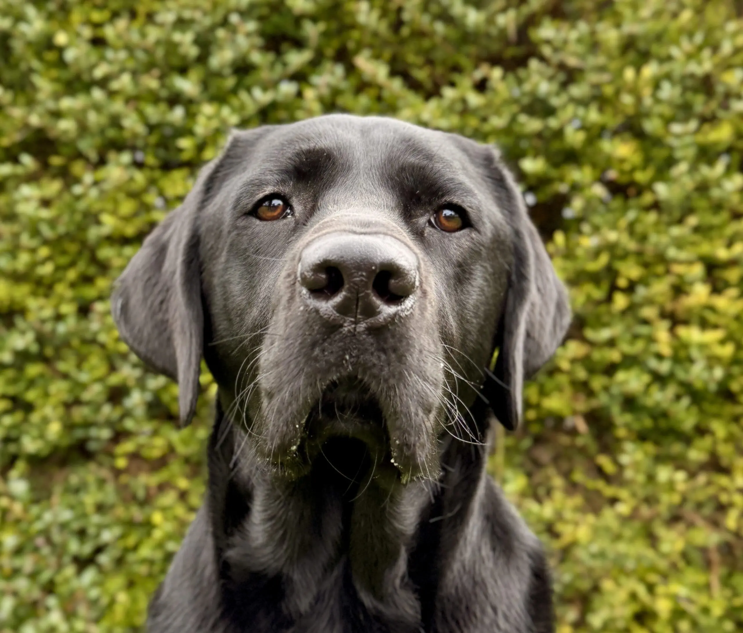 portret van zwarte hond voor een heg
