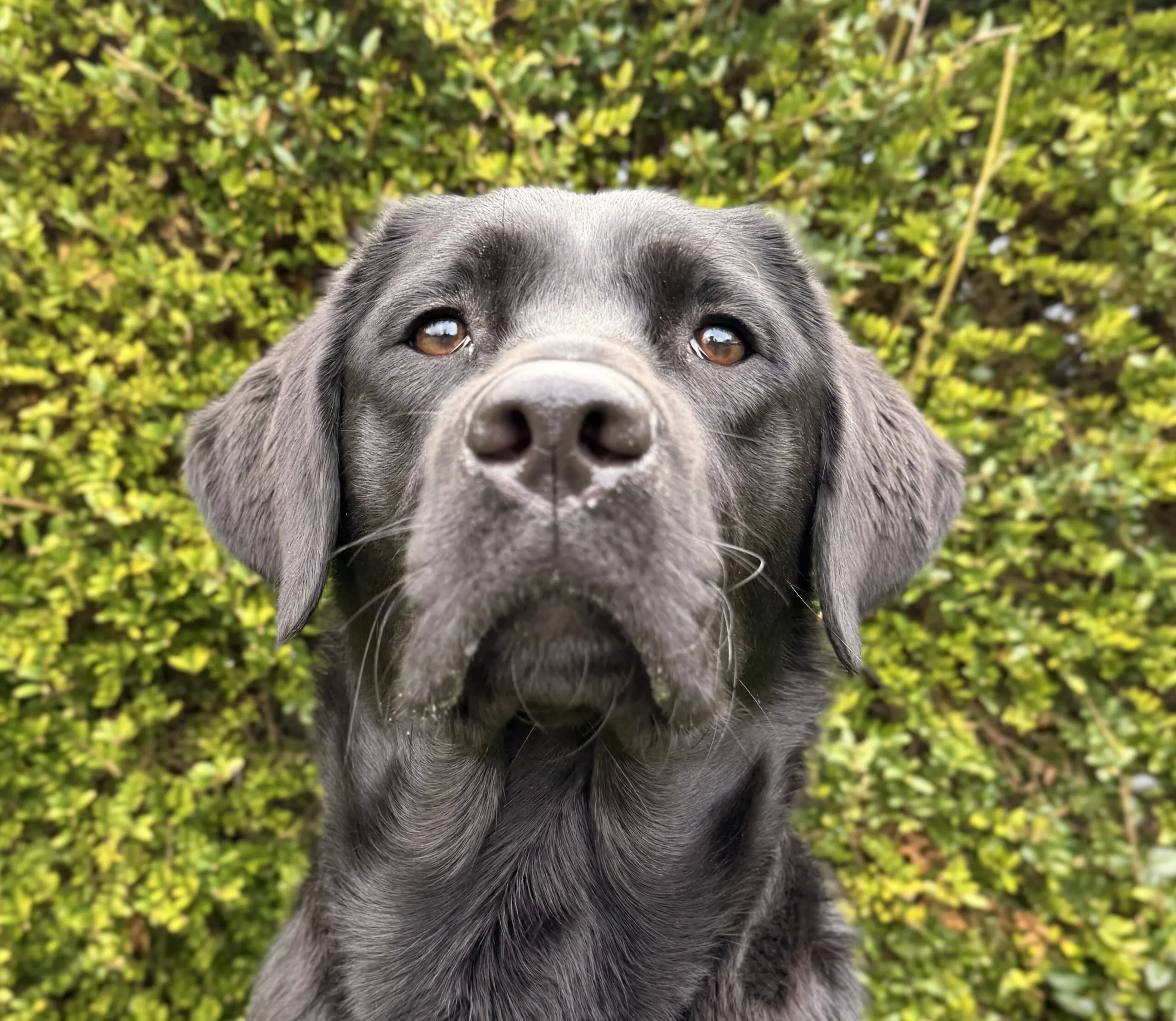 portret van zwarte hond voor een heg