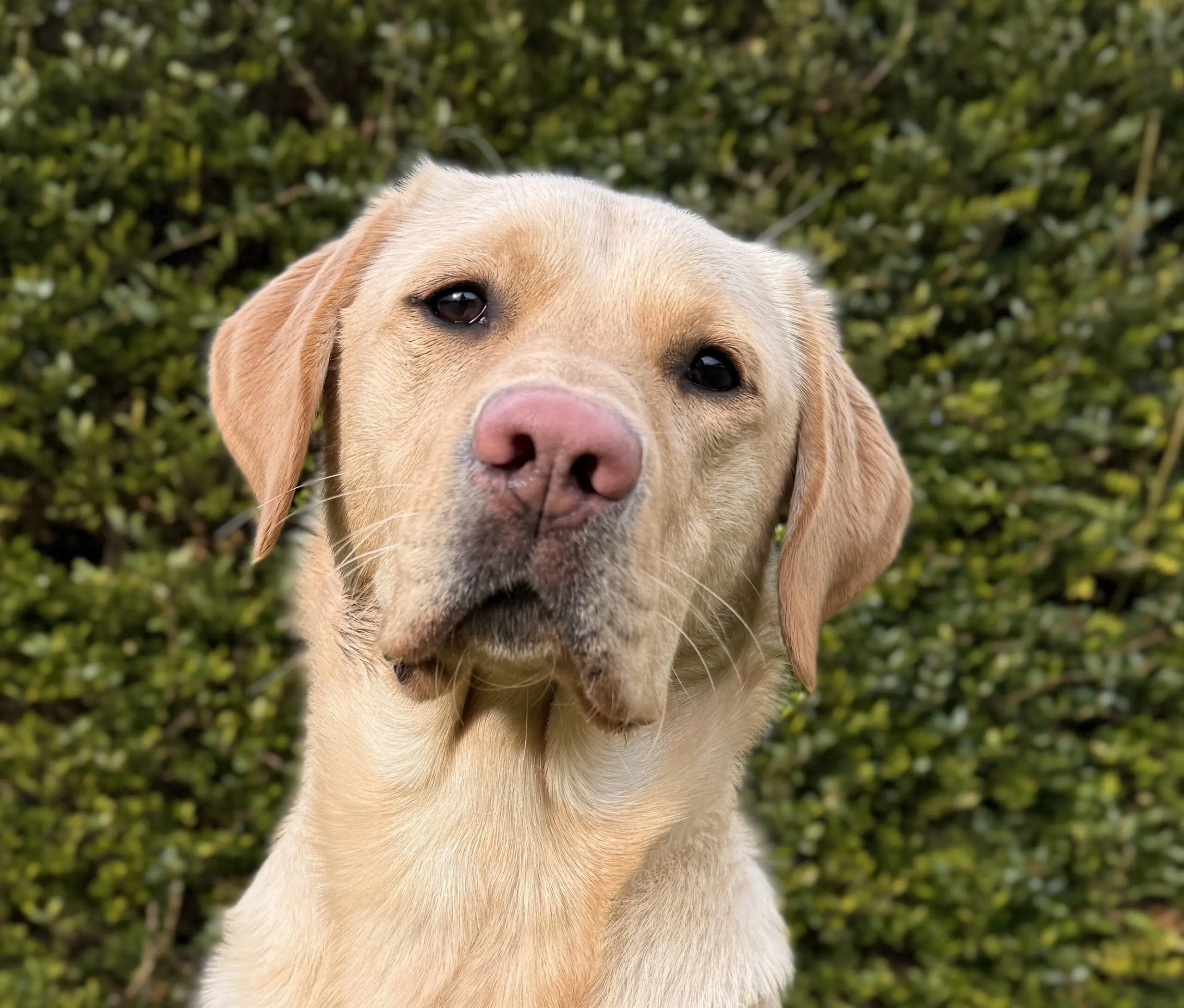 portret van blonde hond voor een heg