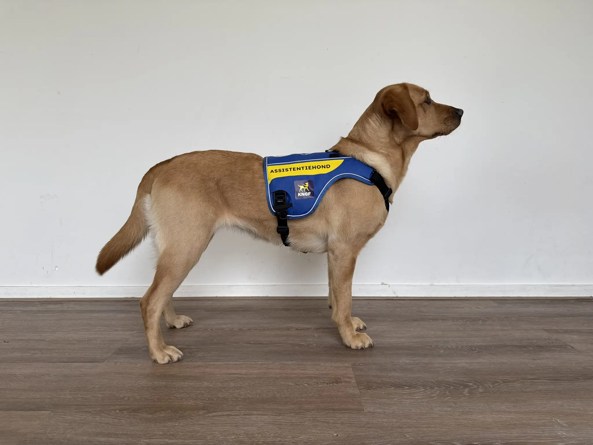 blonde hond van de zijkant gezien met het blauw-gele dekje.. Erop de tekst assistentiehond en het KNGF-logo.