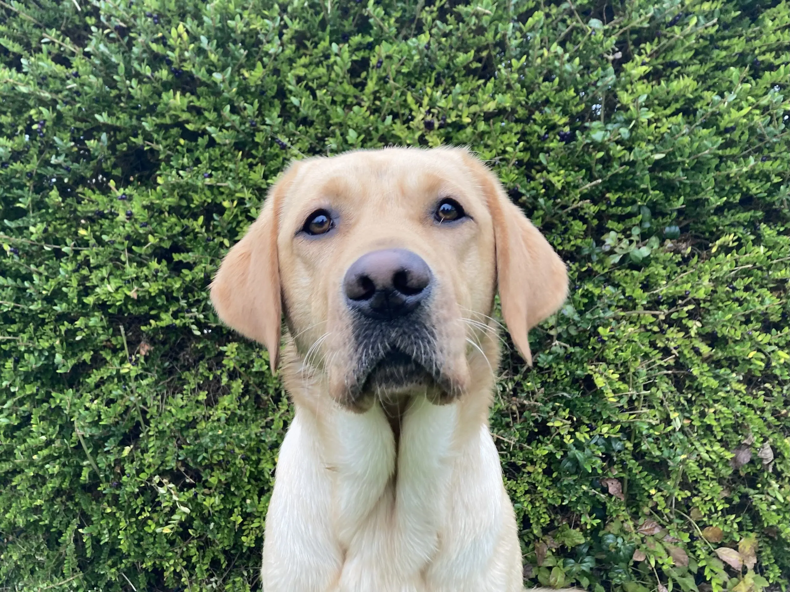 portret van een blonde hond voor een heg