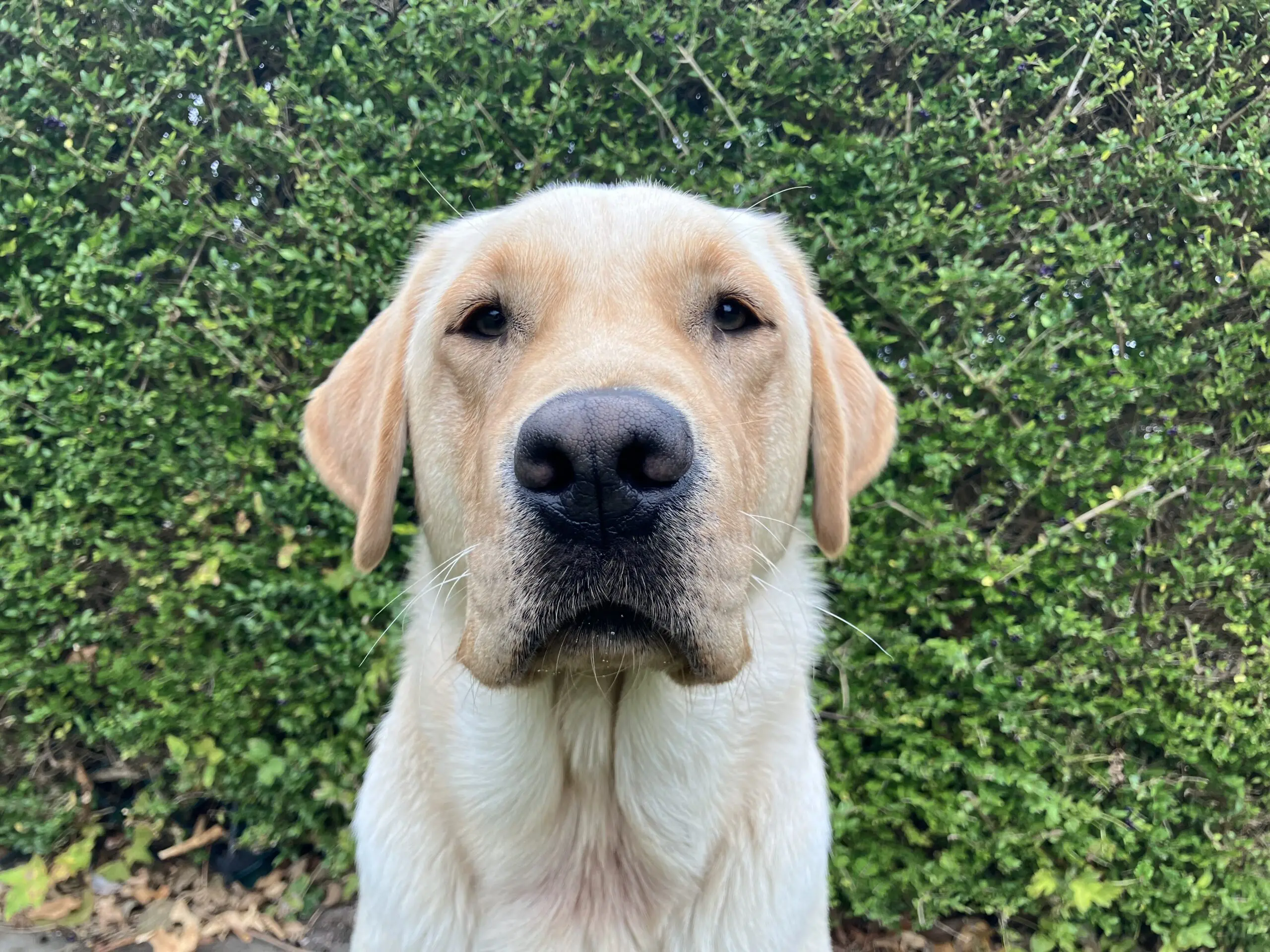 close-up van een blonde hond voor een groene heg.