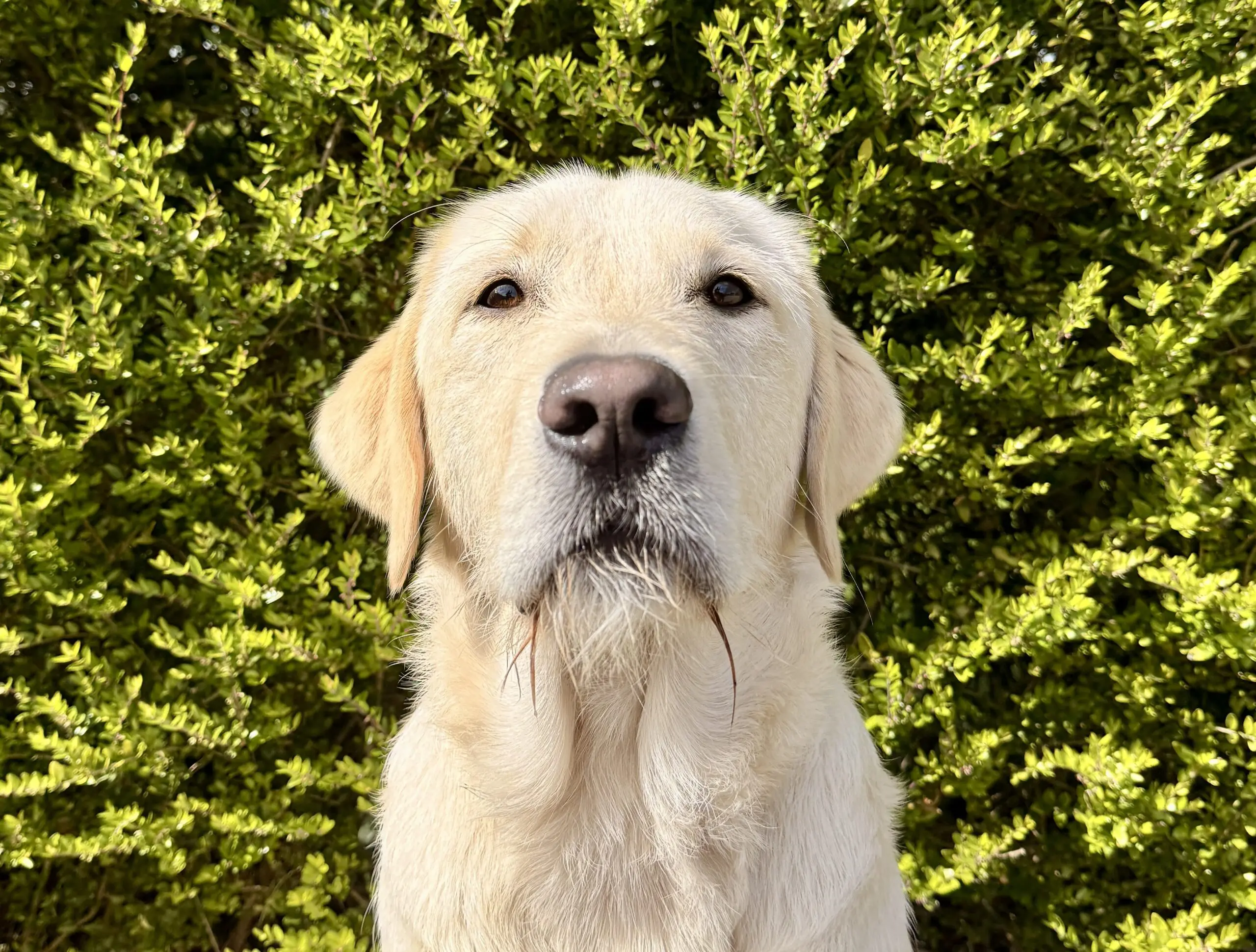 portret van een blonde hond voor een heg