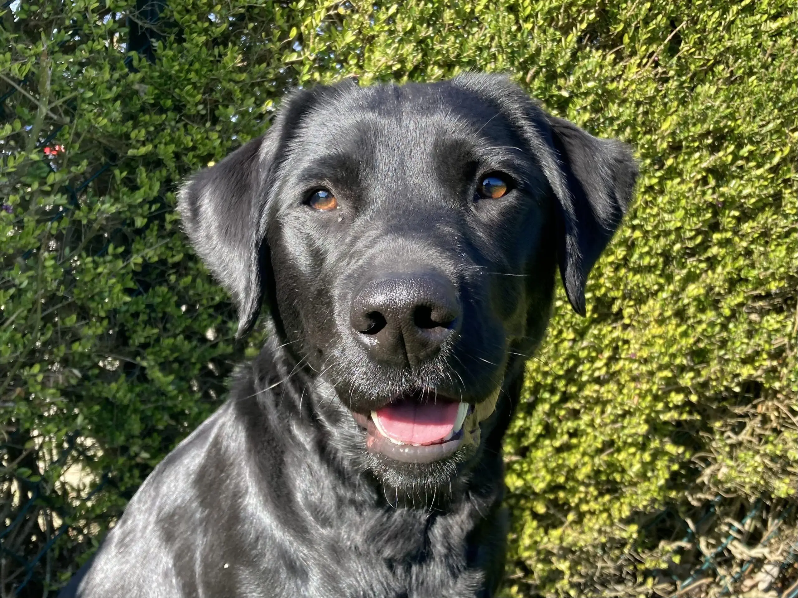 portret van een zwarte hond voor een heg