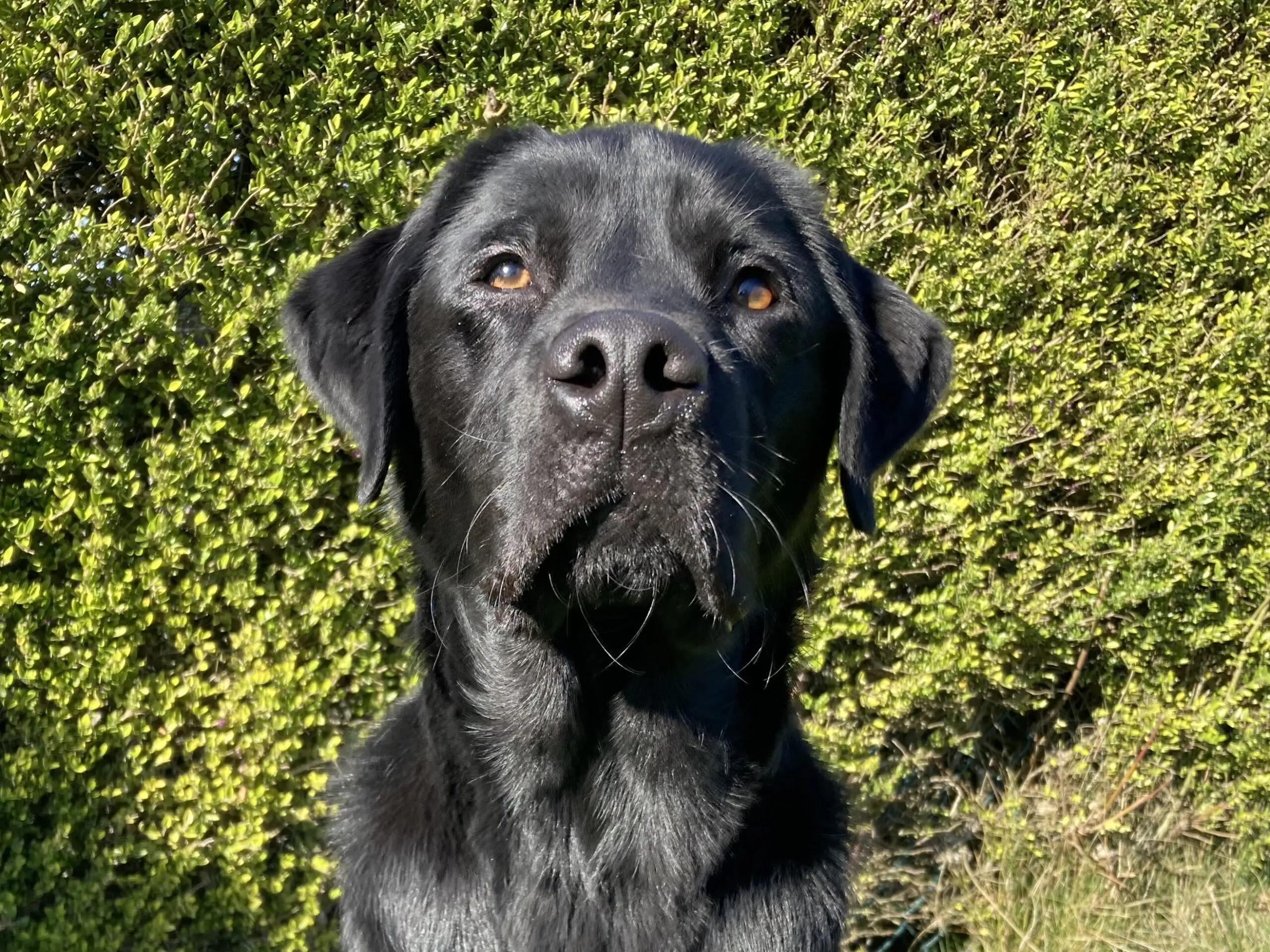 portret van een zwarte hond voor een heg
