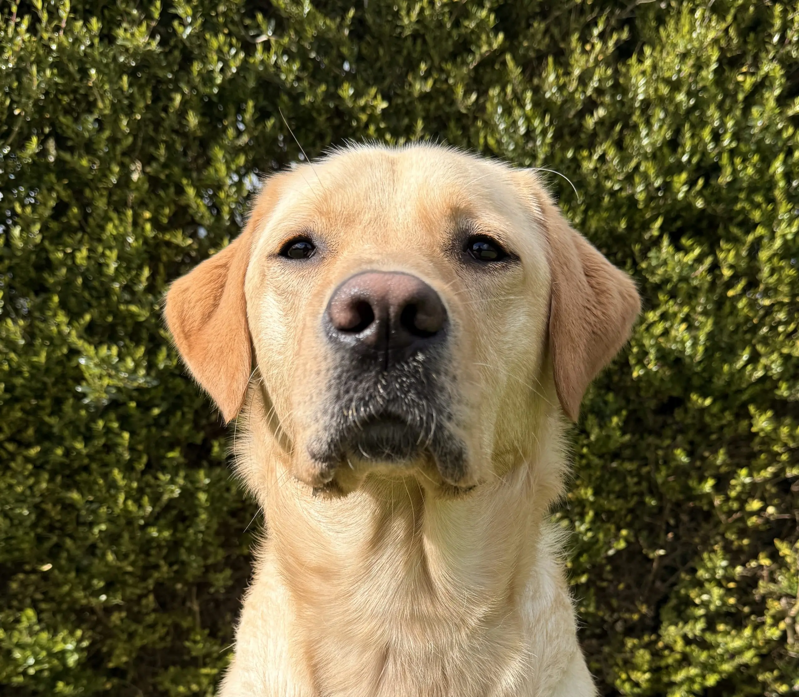 portret van een blonde hond voor een heg