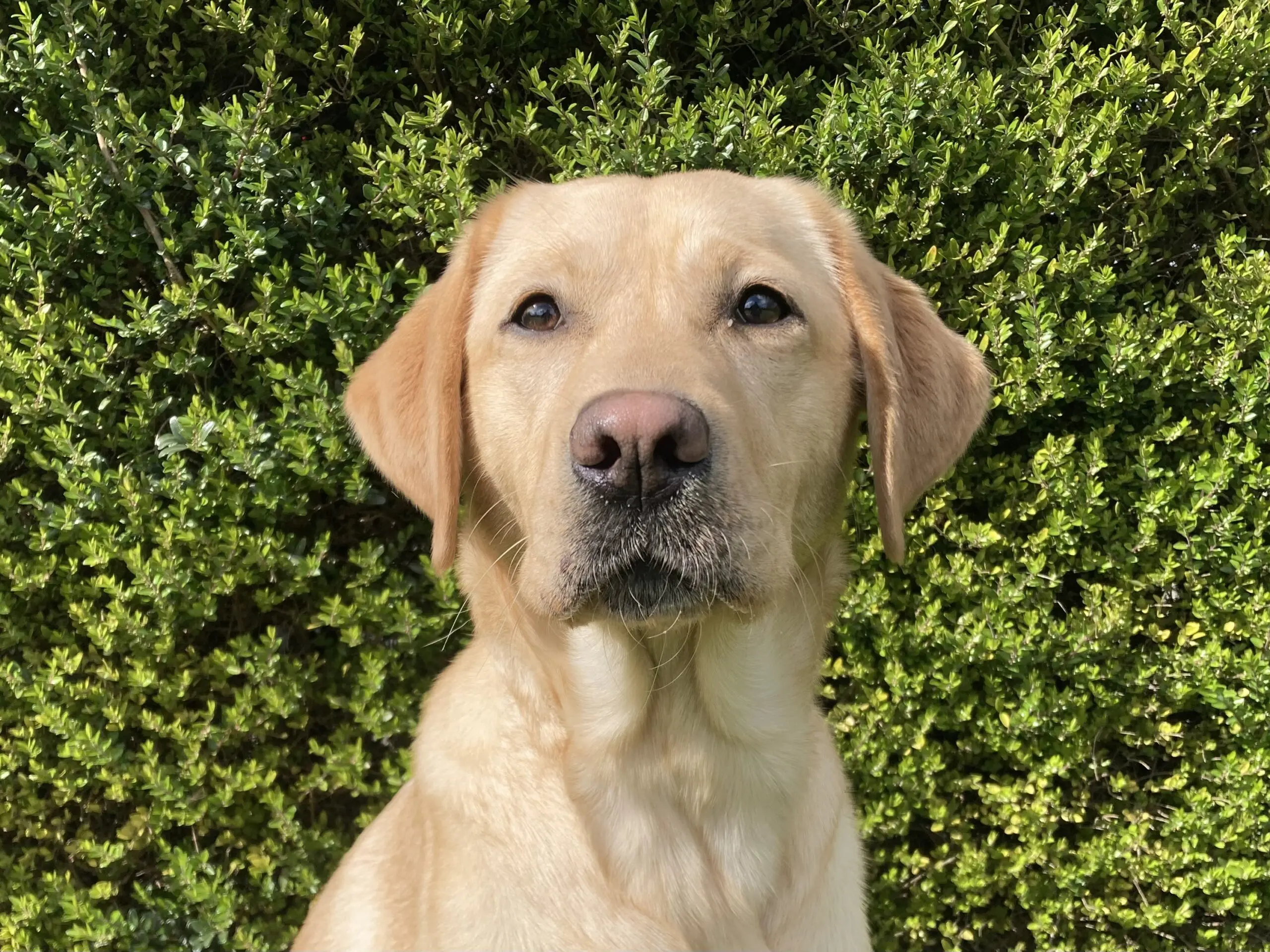 portret van een blonde hond voor een heg