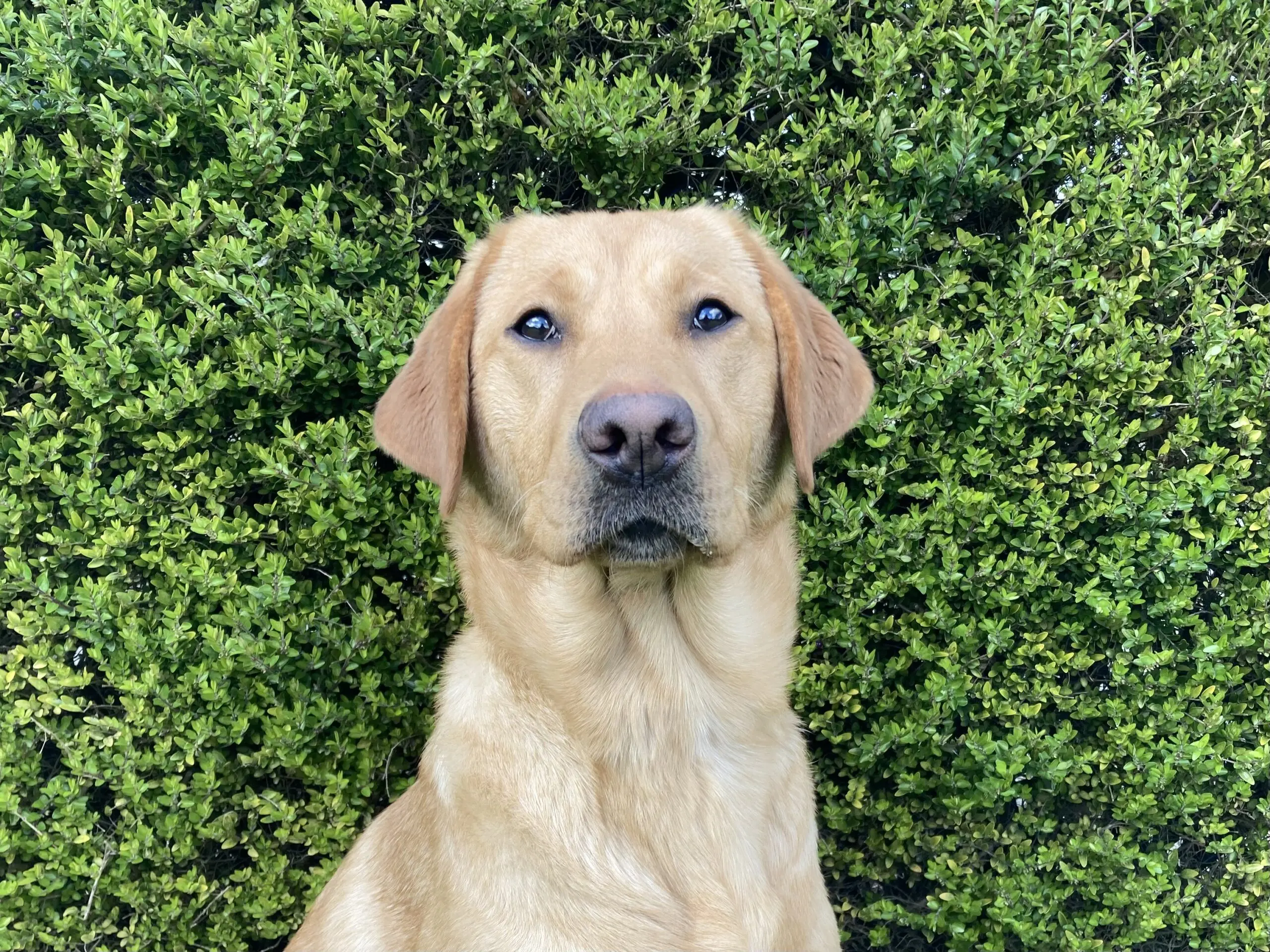 portret van een blonde hond voor een heg