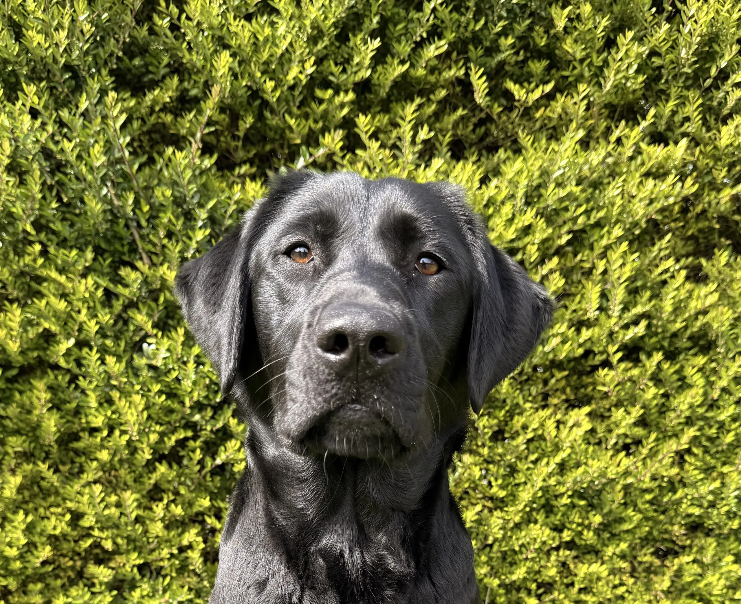 portret van een zwarte hond voor een heg