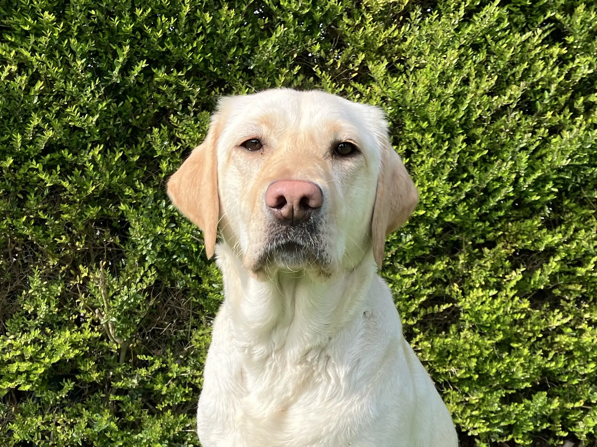 portret van een blonde hond voor een heg