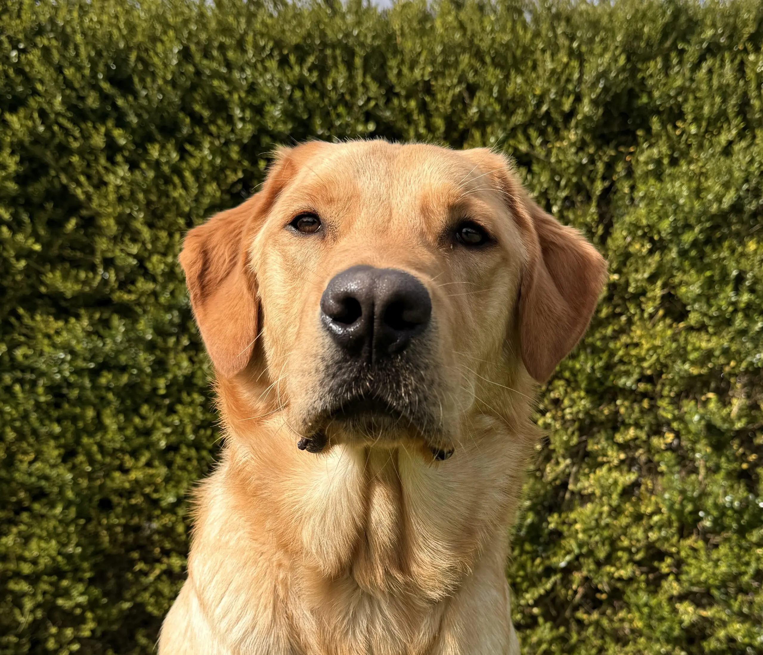 portret van een blonde hond voor een heg