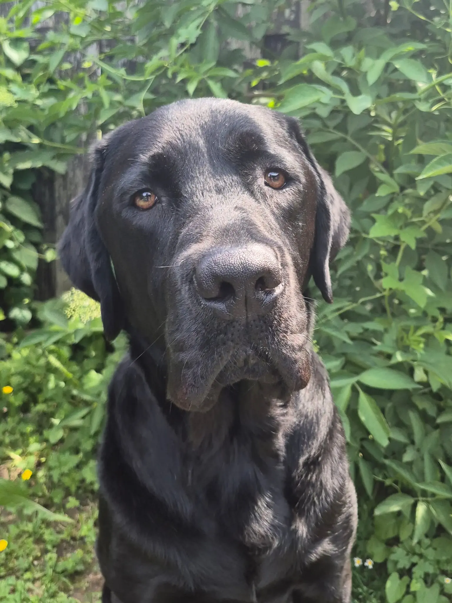 portretfoto van zwarte hond voor heg