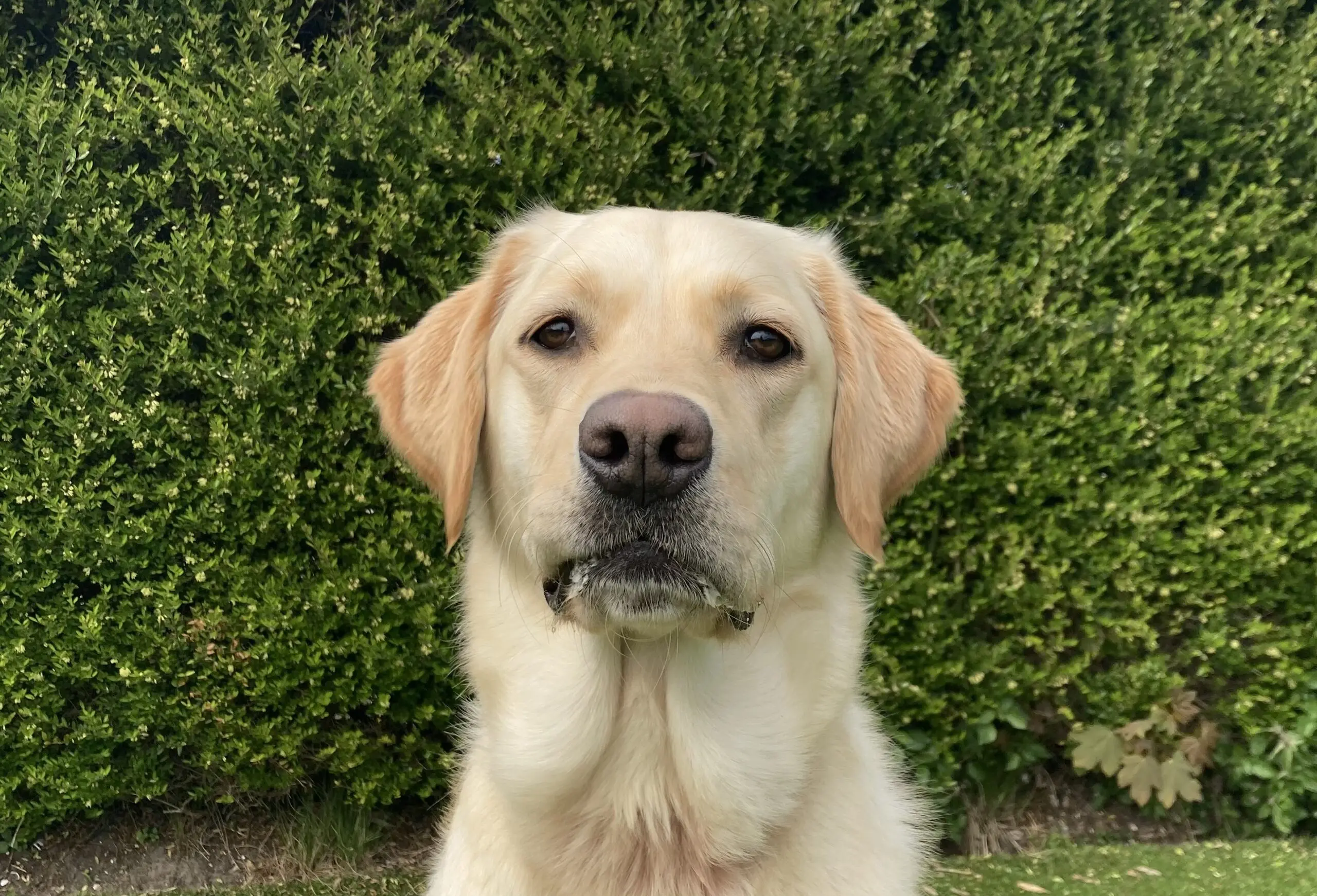 Gele labrador/golden retriever Lilly zittend voor een groene heg