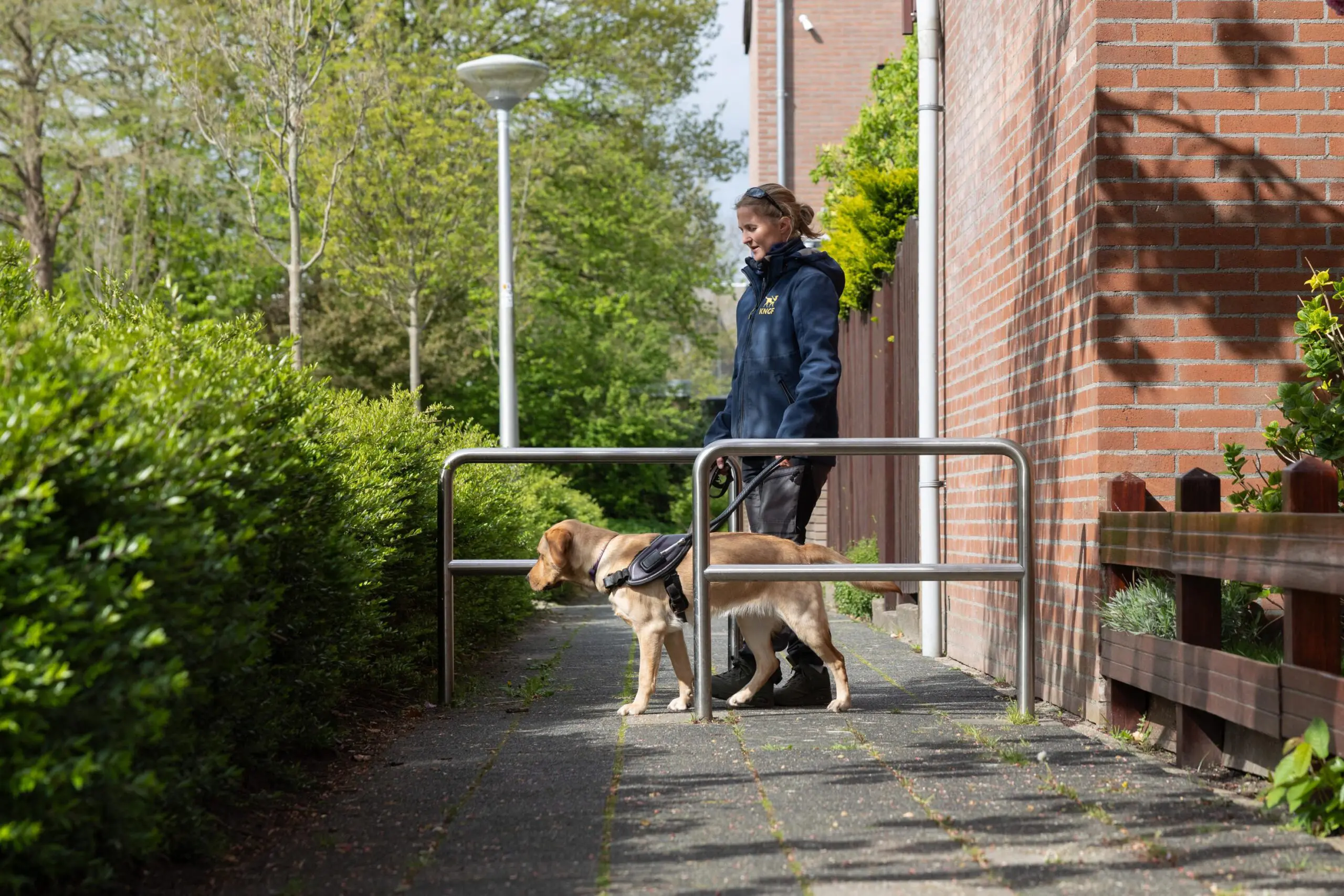 Een hulphond in opleiding begeleidt de trainer om een obstakel heen op straat