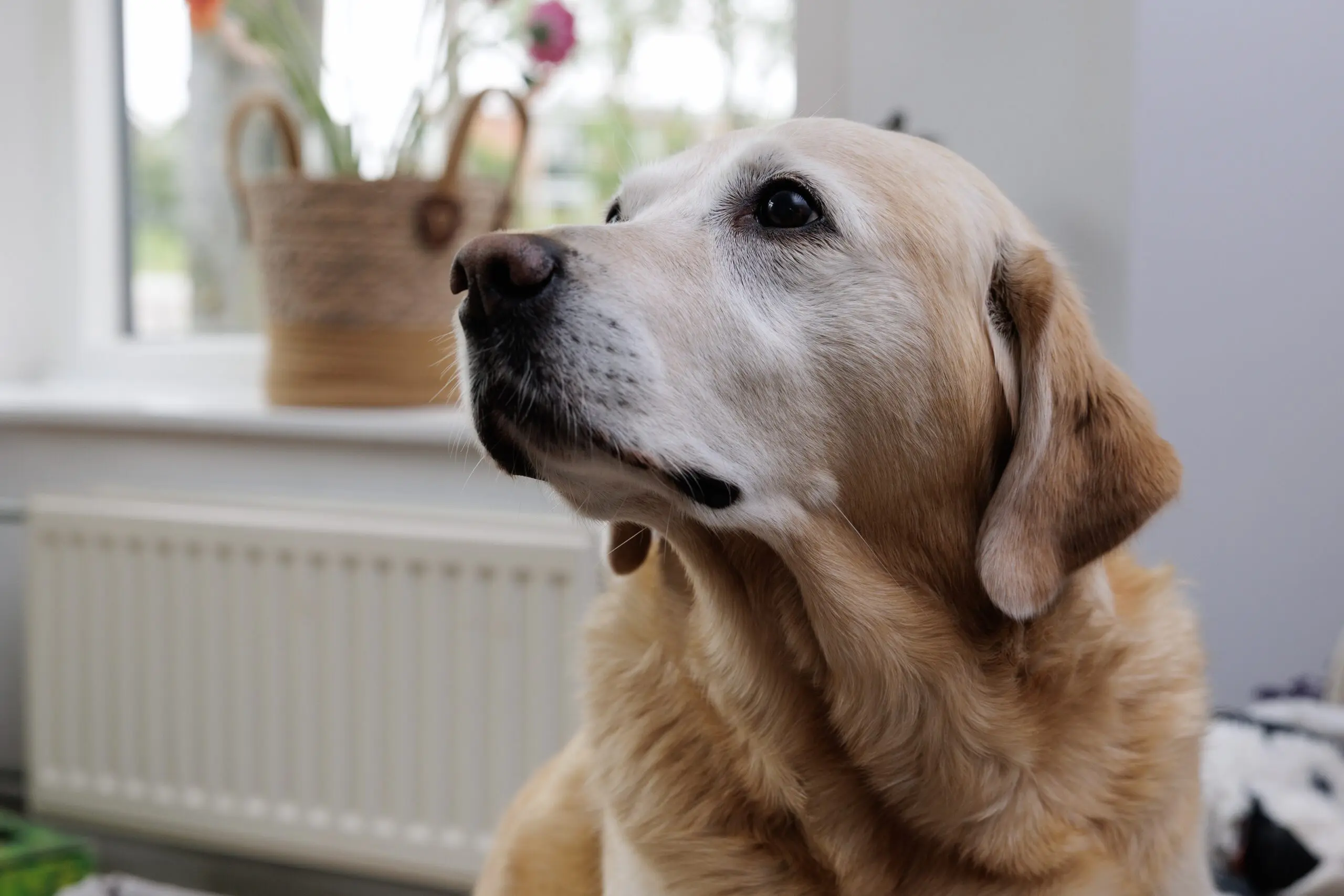 Pensioenhond Dulcy kijkt schuin omhoog