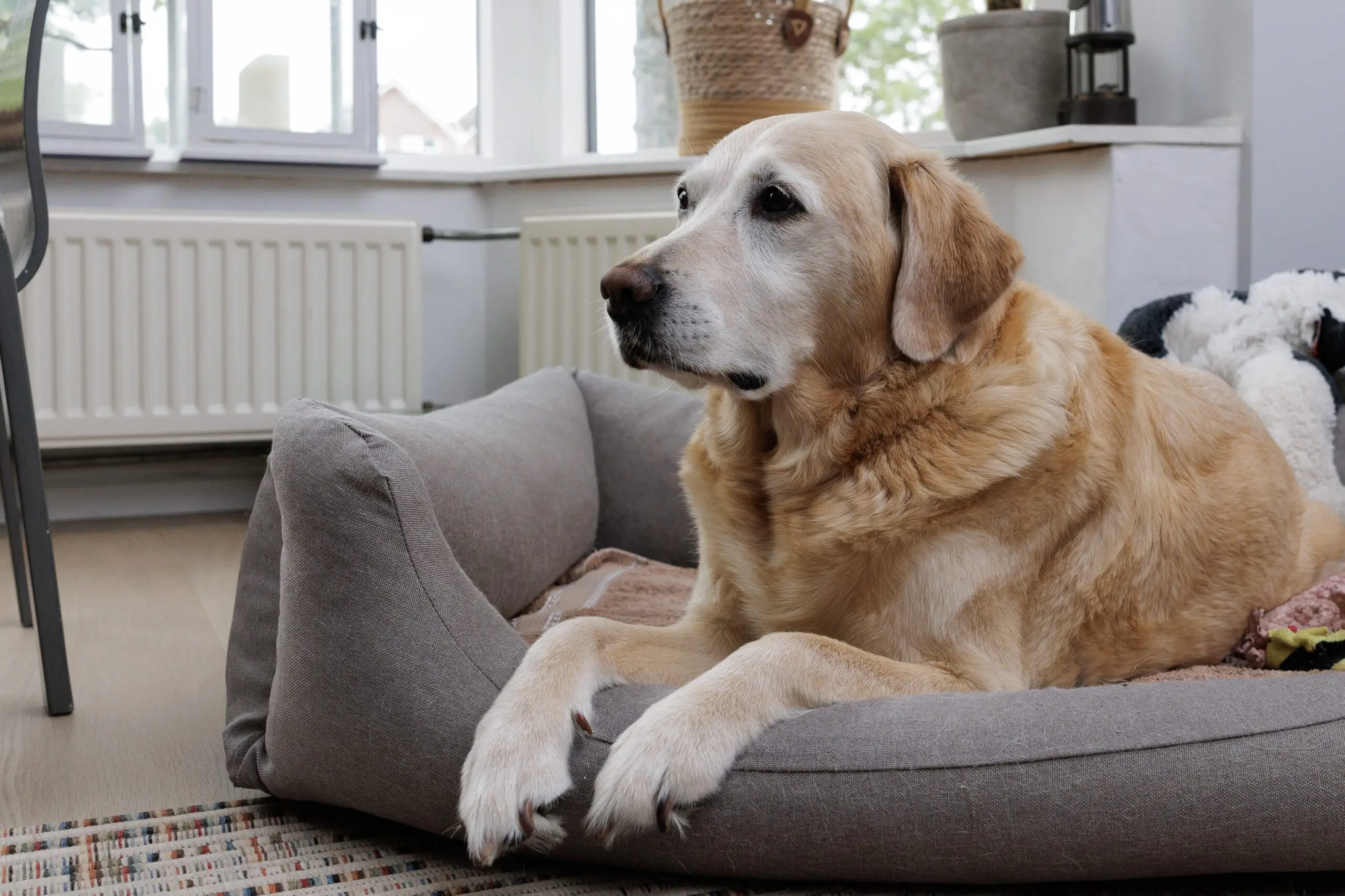 Pensioenhond Dulcy ligt in een mand