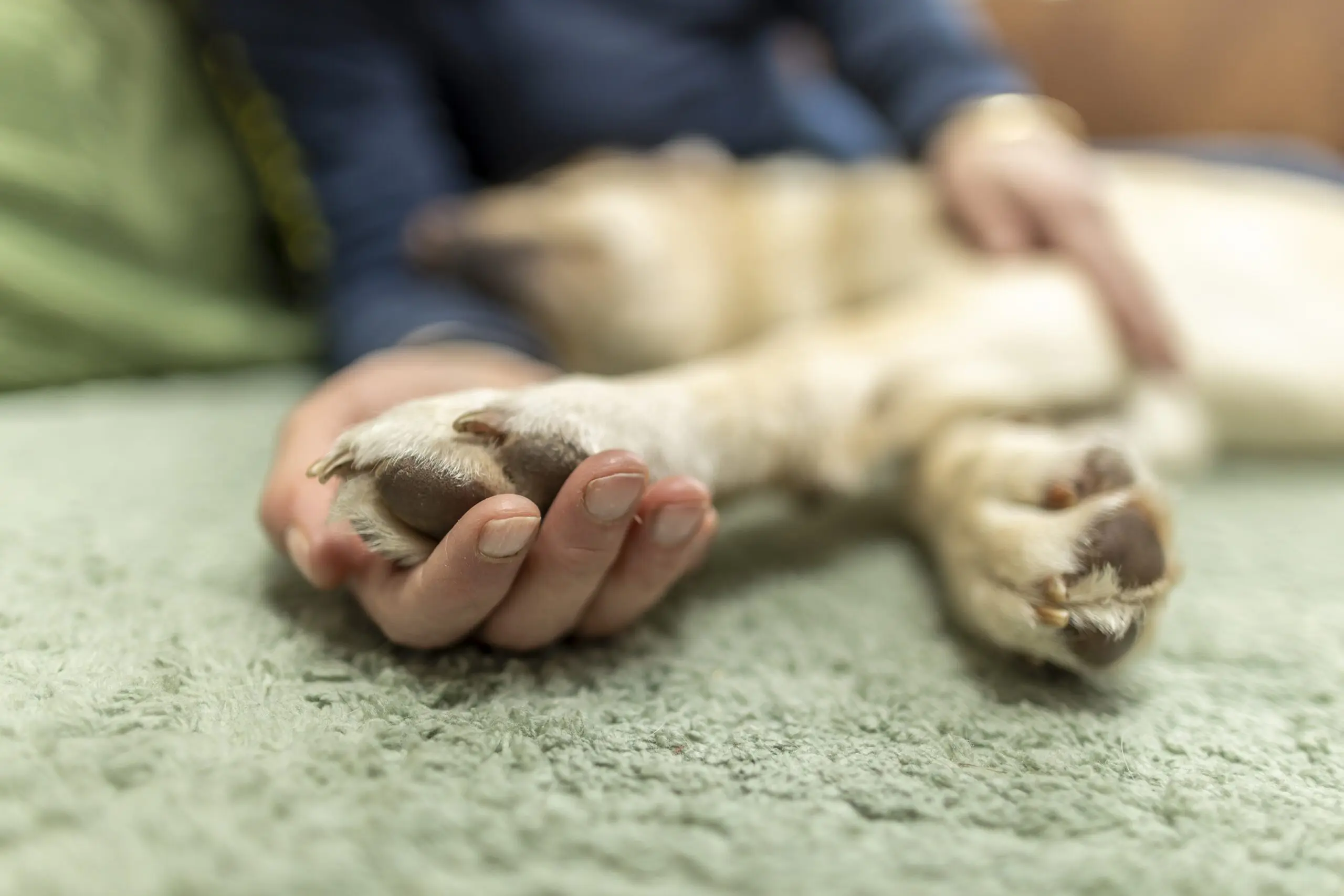 Een hond ligt tegen een persoon aan, de close-up is van mensenhand die een hondenpoot vasthoudt.