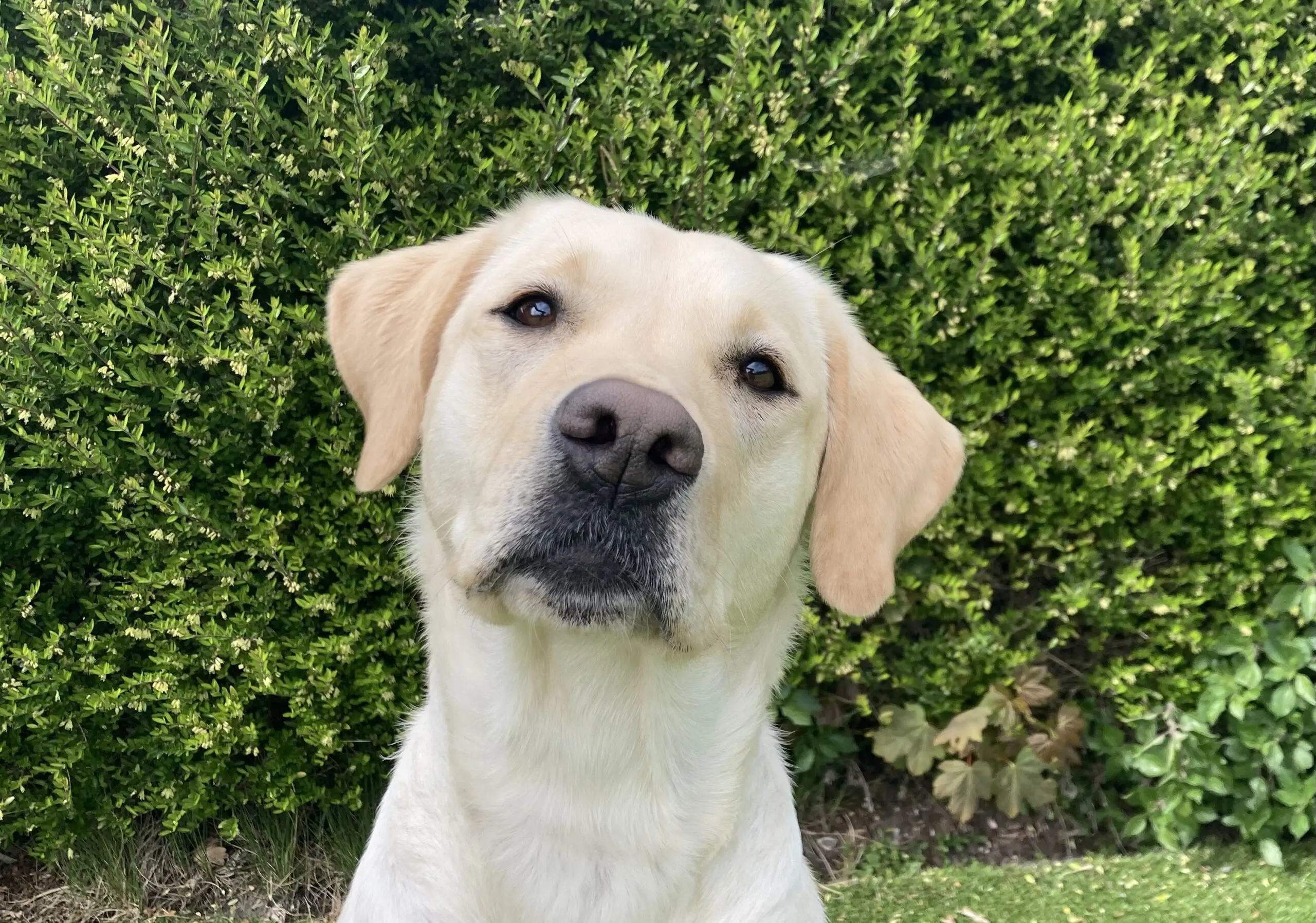 Gele labrador retriever Konny zittend voor een groene heg