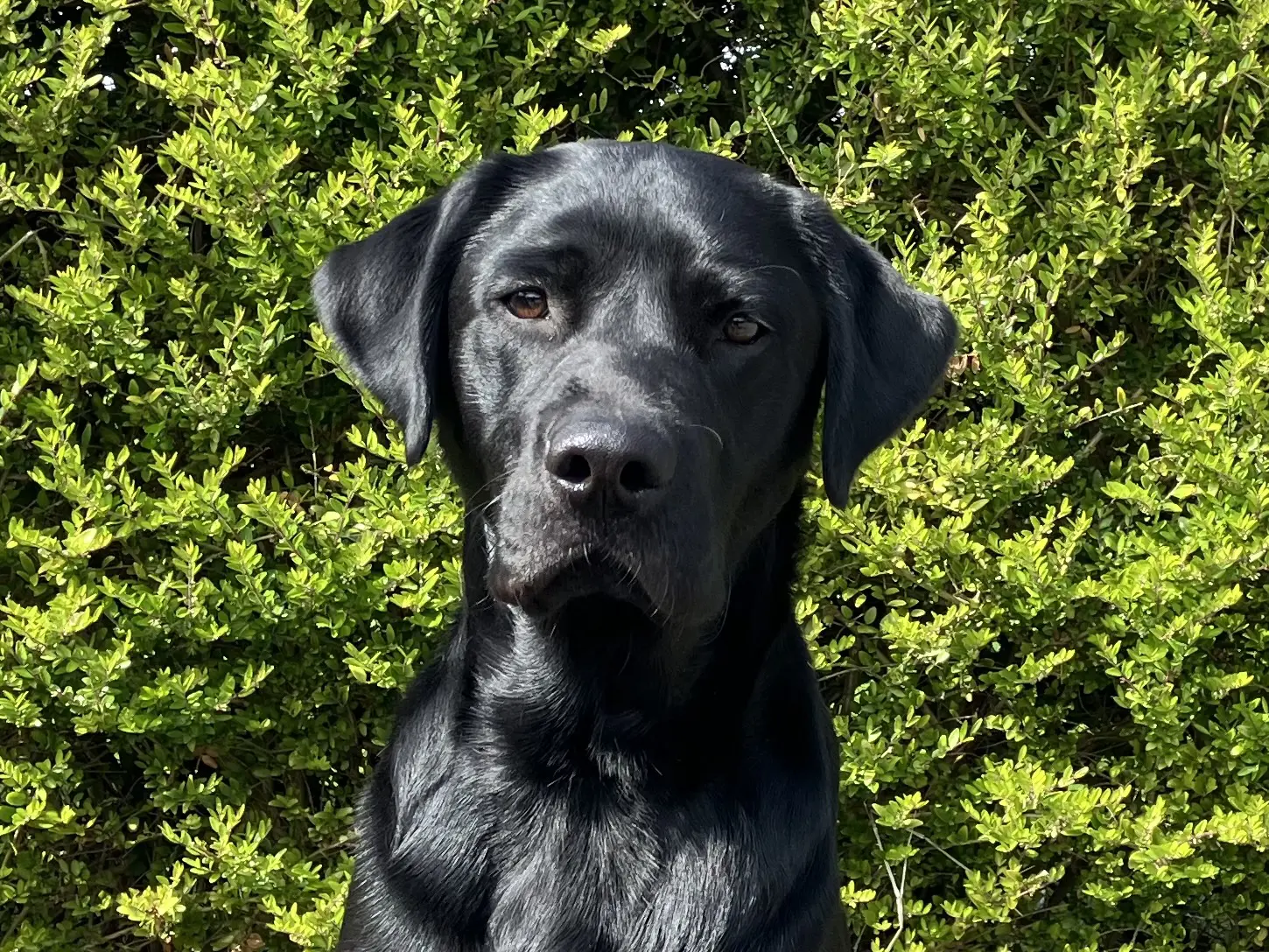 Zwarte labrador retriever Nando zittend voor een groene heg