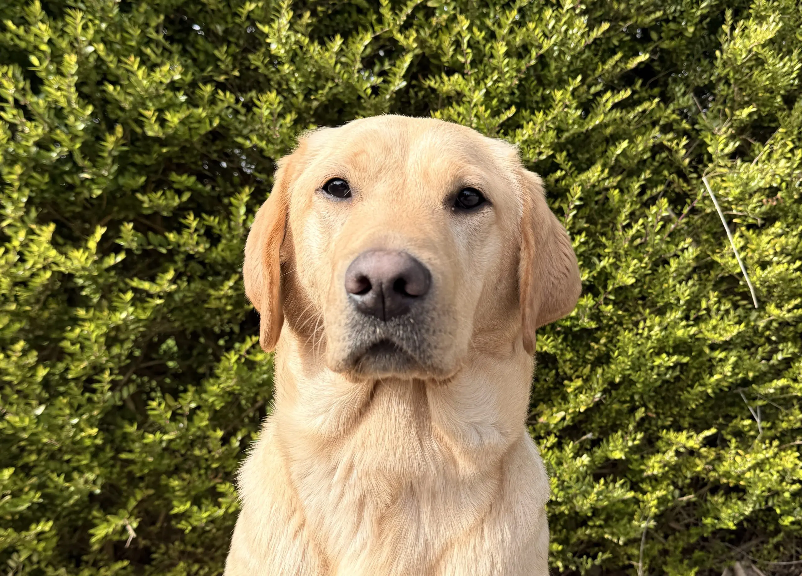 Gele labrador / golden retriever Pasca zittend voor een groene heg