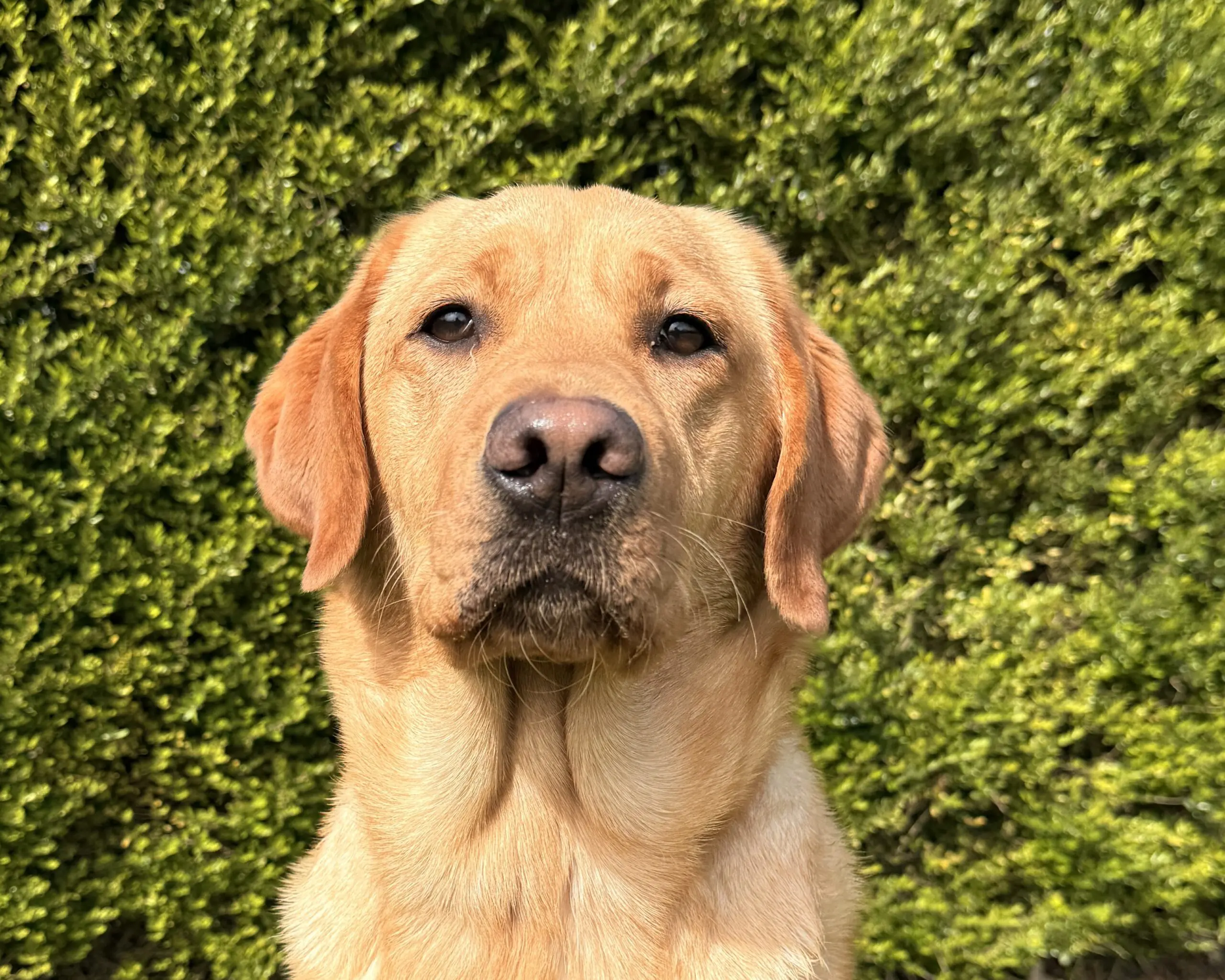 Gele labrador / golden retriever Peppa zittend voor een groene heg