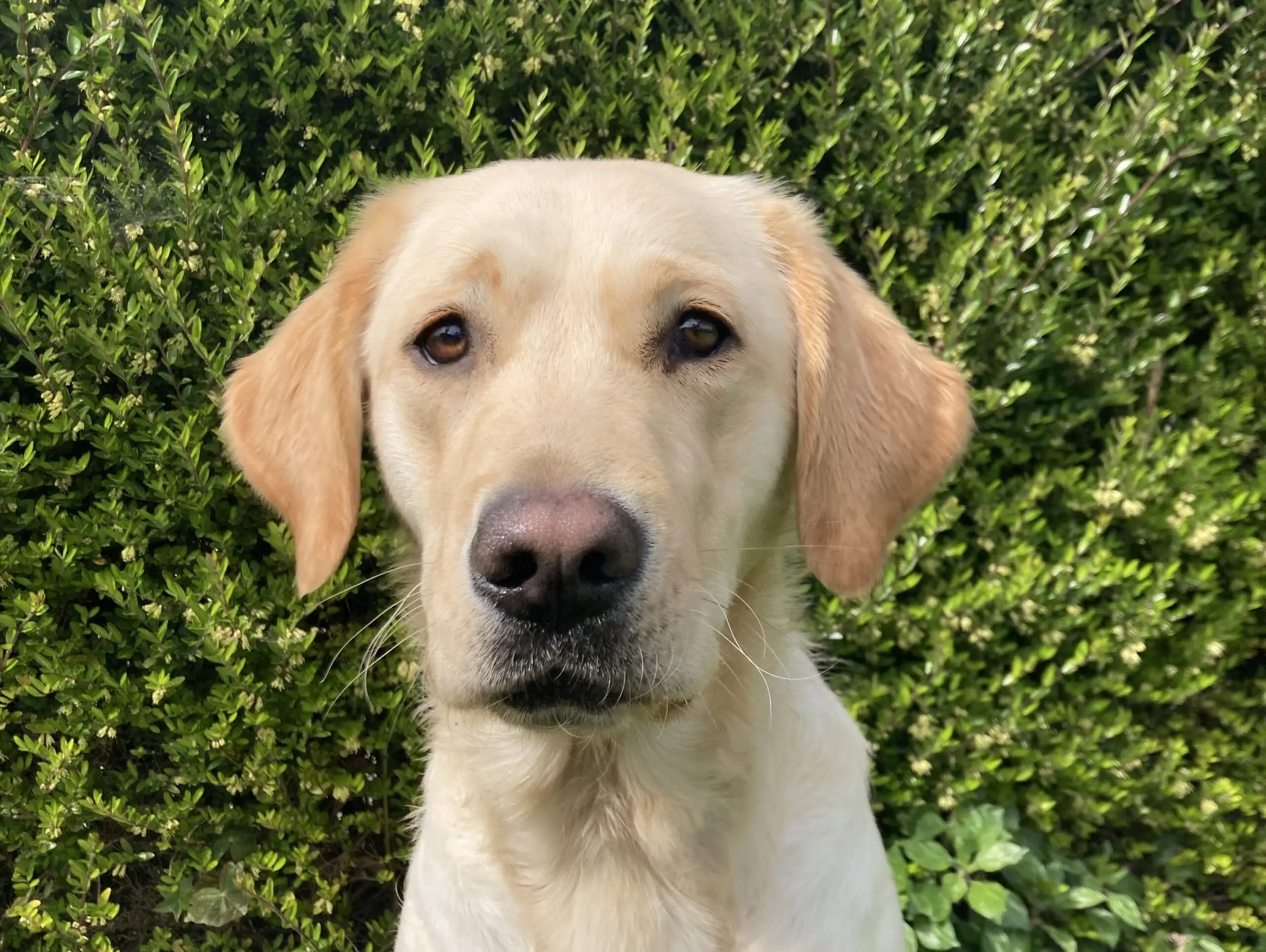 Gele labrador / golden retriever Saga zittend voor een groene heg