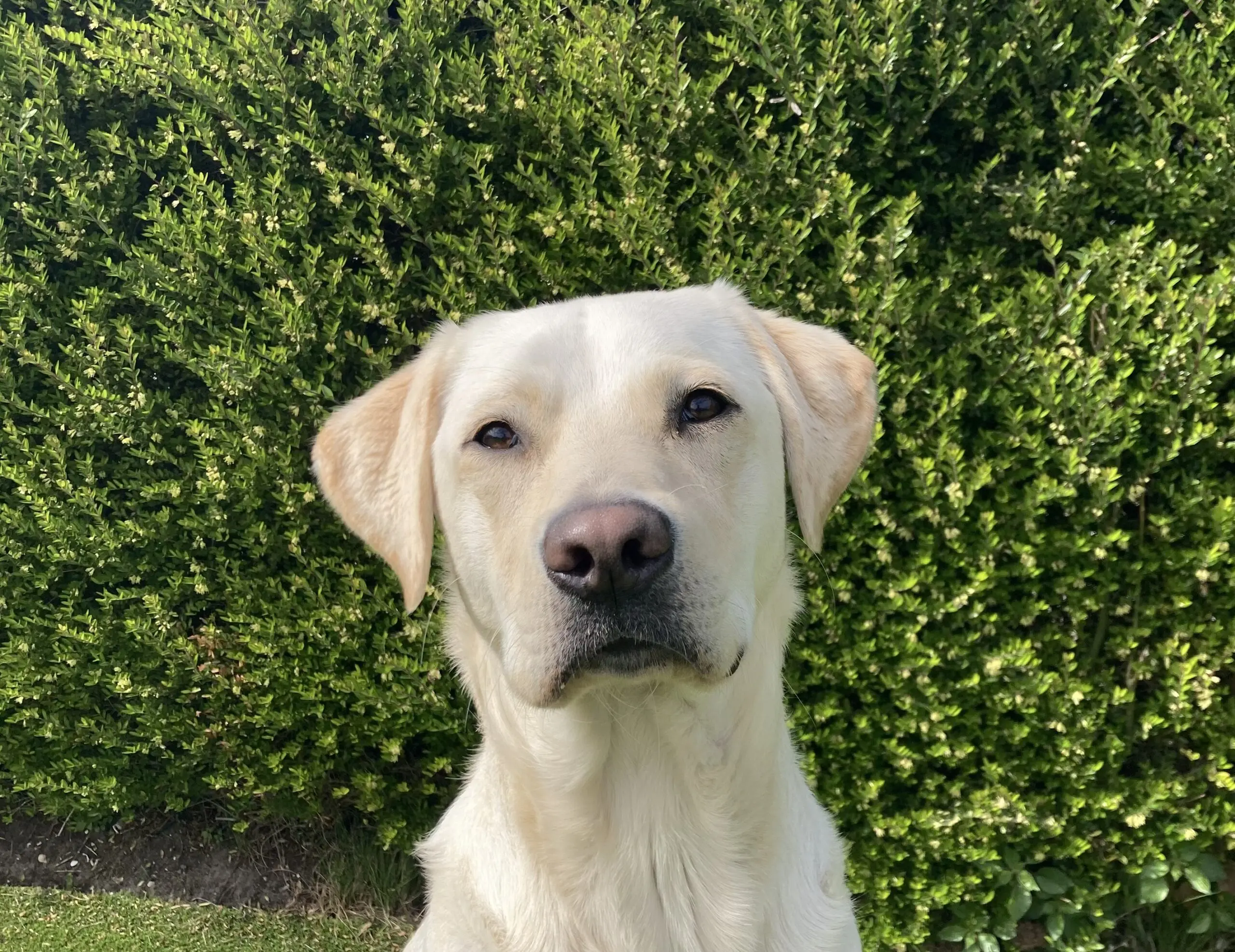 Gele labrador retriever Ubbe zittend voor een groene heg
