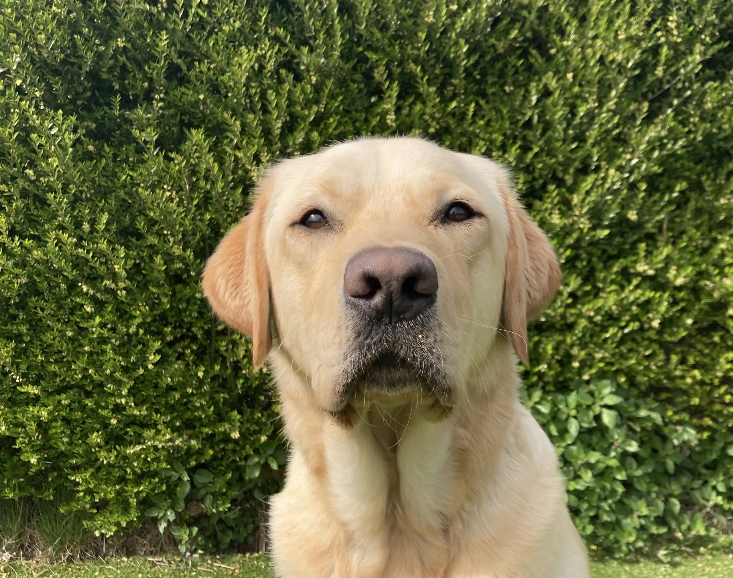 Gele labrador retriever Ulay zittend voor een groene heg