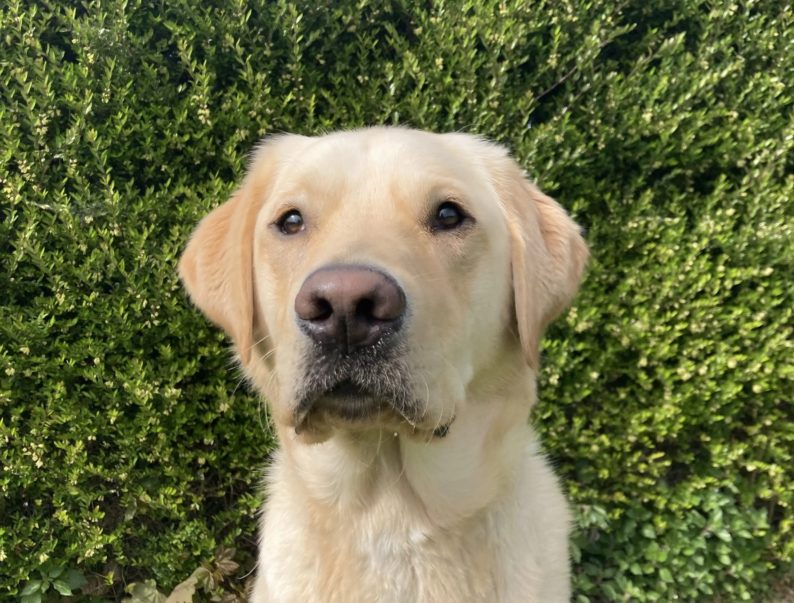 Gele labrador retriever Ulfert zittend voor een groene heg