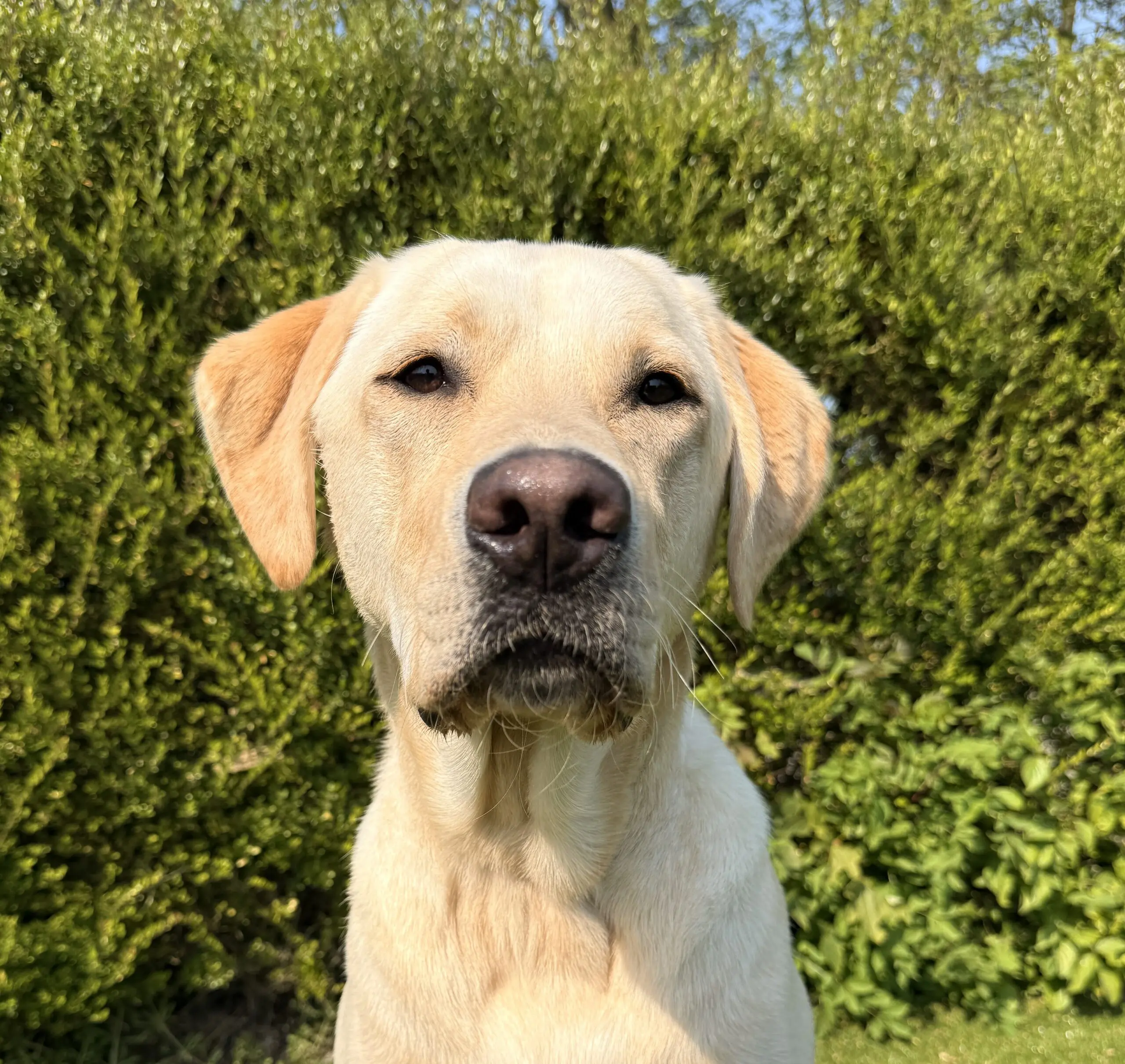 Gele labrador retriever Umar zittend voor een groene heg