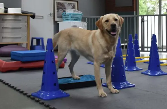 Onslow krijgt fitnesstraining in de KNGF-kennel