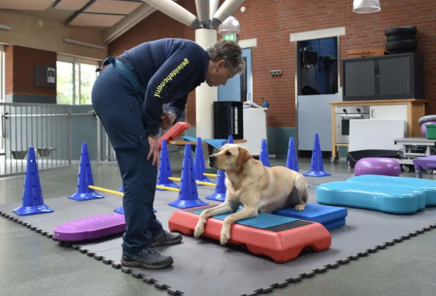 Trainer Masja geeft Onslow fitnesstraining in de KNGF-kennel