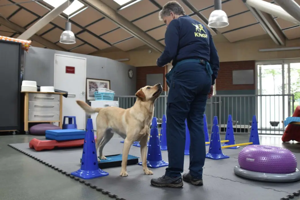 Trainer Masja geeft Onslow fitnesstraining in de KNGF-kennel