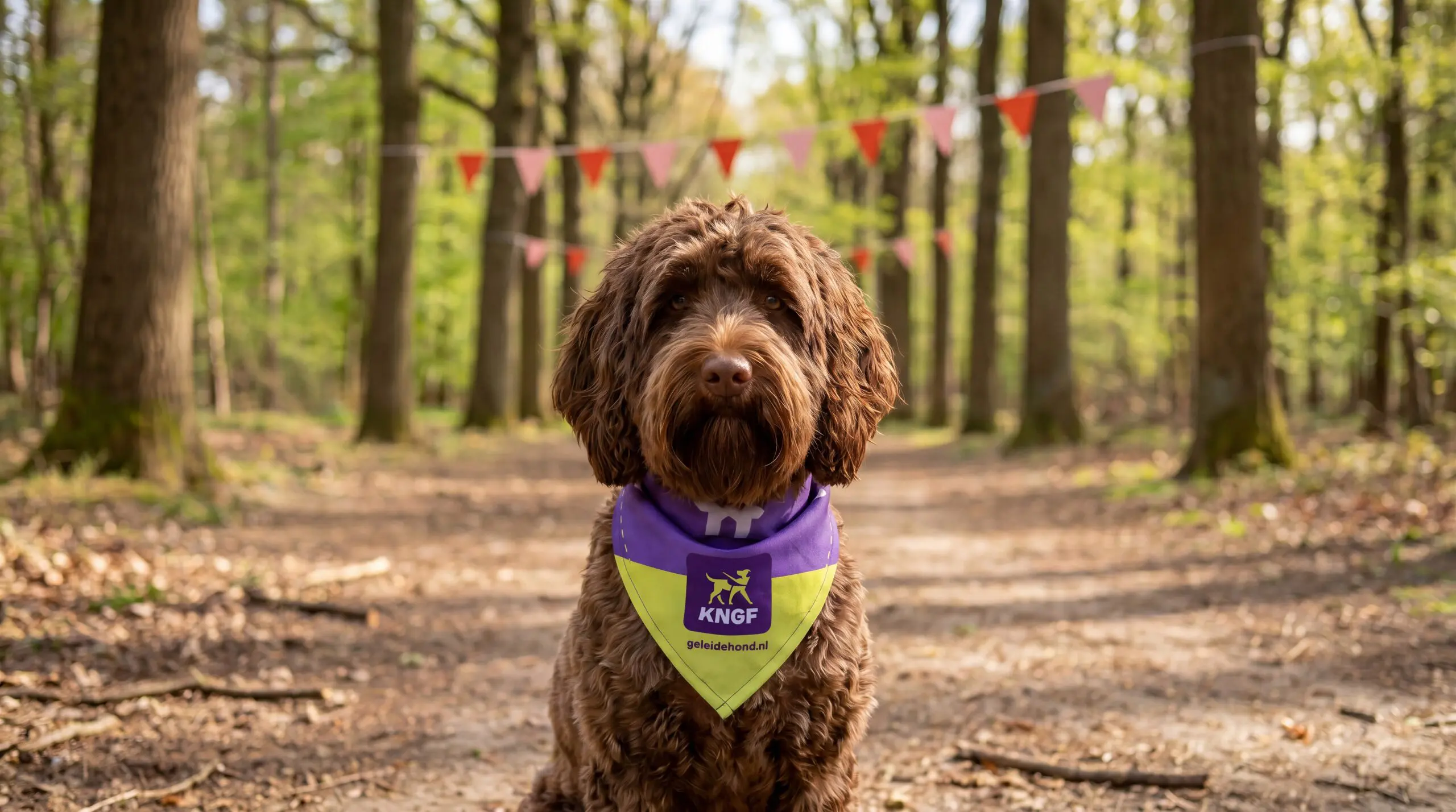 Bruine labradoodle zit in een bos met een geel-paarse KNGF bandana om. Op de achtergrond zijn vlaggetjes tussen de bomen te zien.