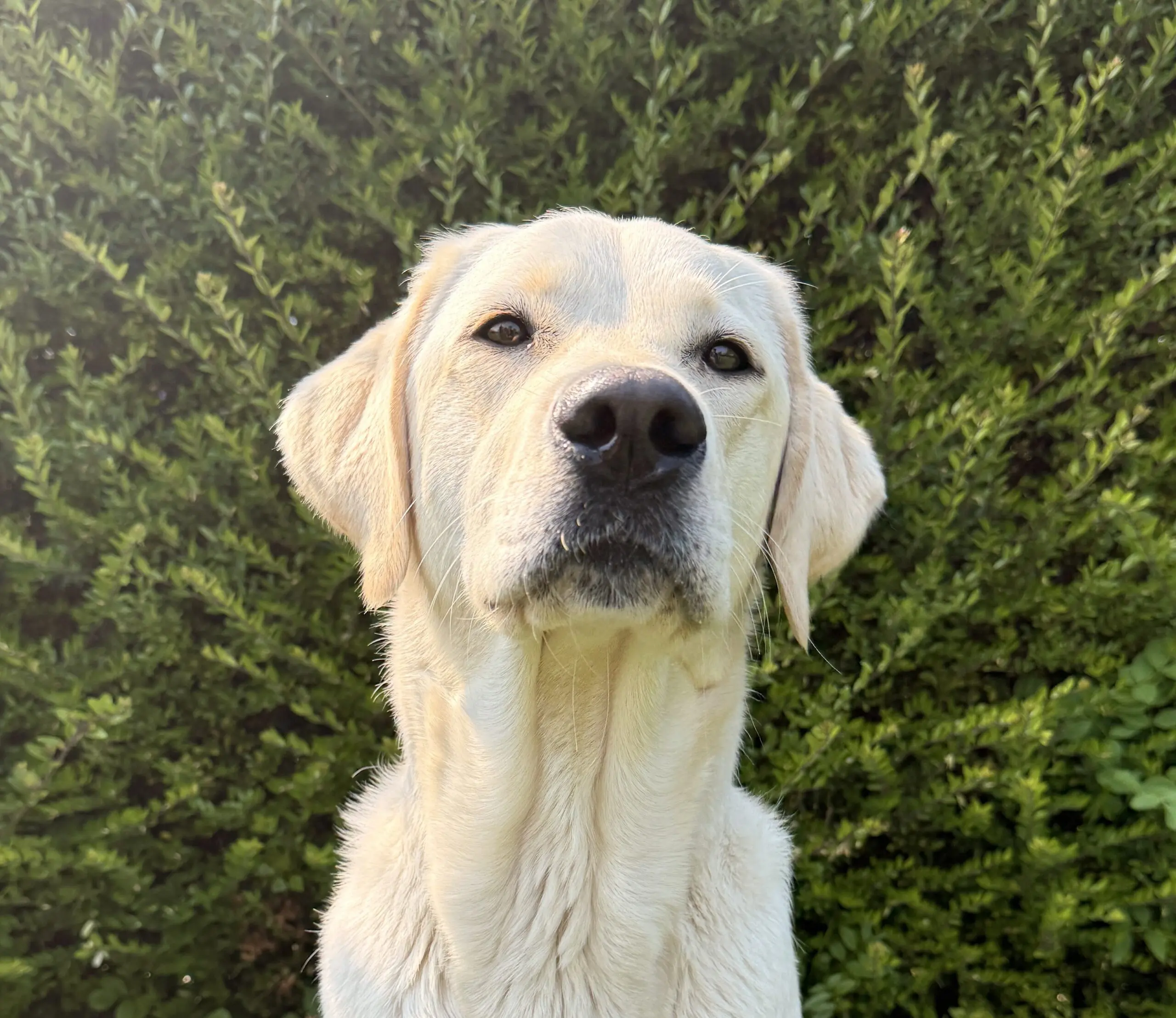 portret van blonde hond voor een heg